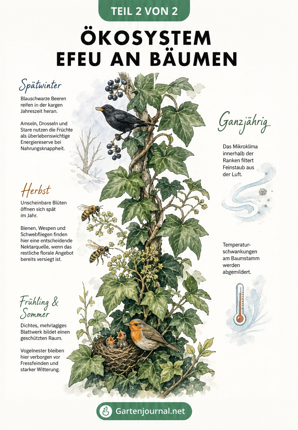 Illustration einer Efeuranke im Jahresverlauf, die Vögeln Nistplätze bietet und Insekten im Herbst mit Nektar versorgt.