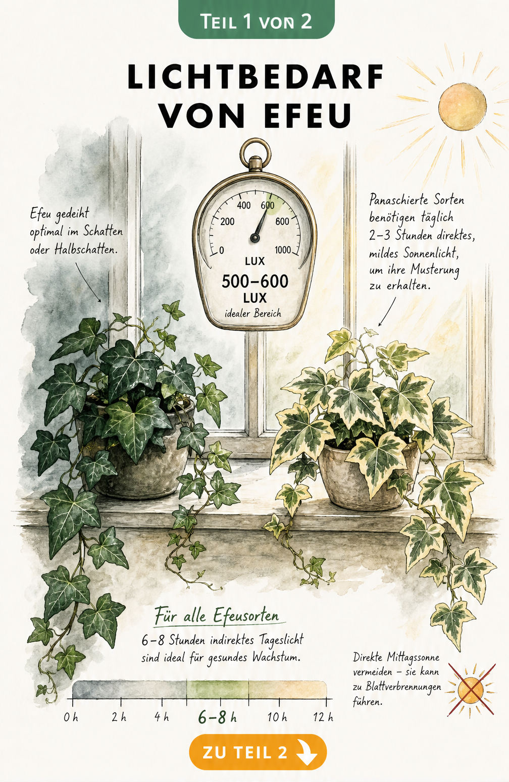 Botanische Illustration zweier Efeupflanzen am Fenster, die den Lichtbedarf von schattigen und panaschierten Sorten sowie die optimale Lux-Zahl zeigt