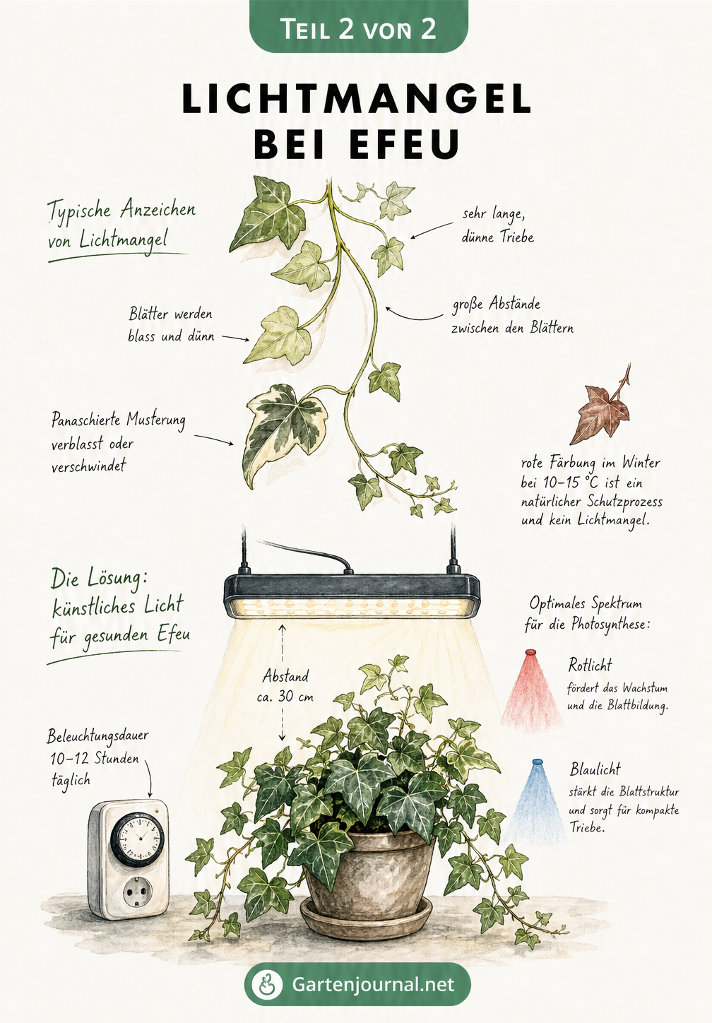 Illustration eines kränklichen Efeutriebs mit Lichtmangel-Symptomen und eines gesunden Efeus unter einer LED-Pflanzenlampe
