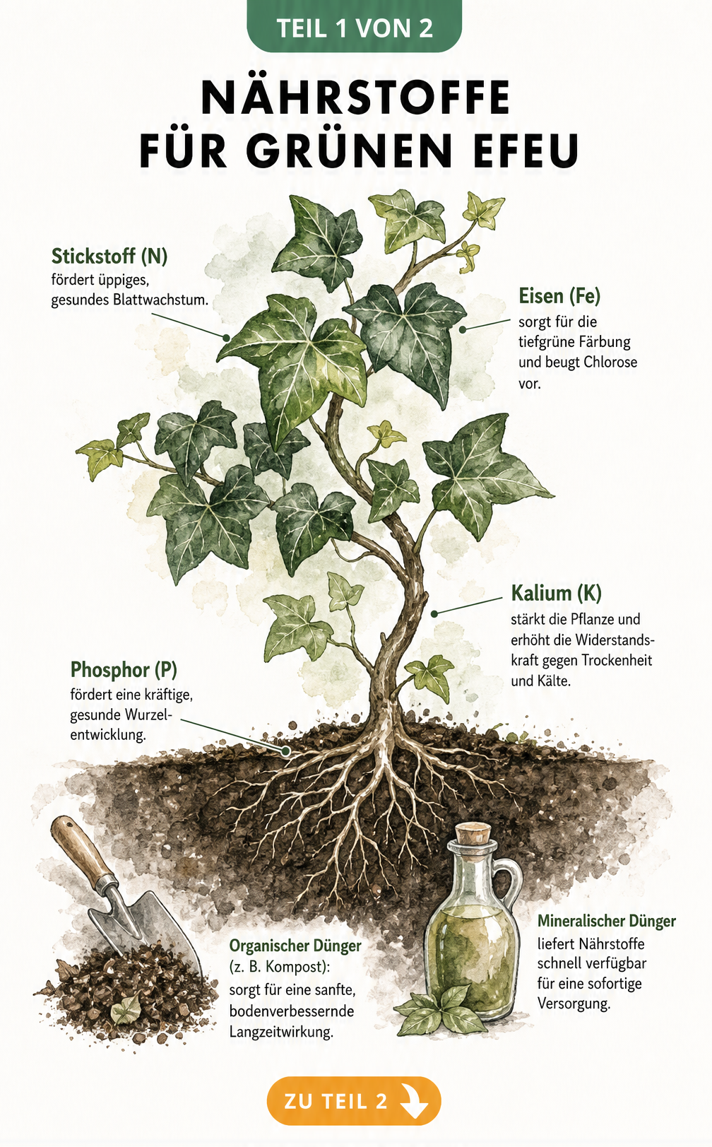 Botanische Illustration einer Efeupflanze im Querschnitt mit Nährstoffangaben zu Stickstoff, Eisen, Kalium und Phosphor