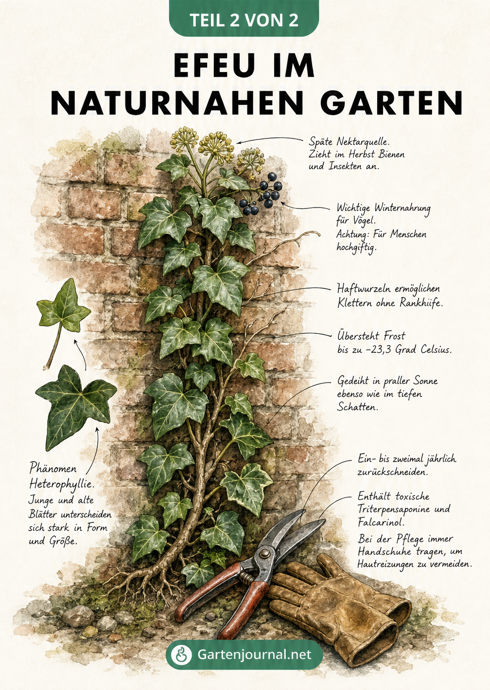 Illustration einer alten Backsteinmauer mit rankendem Efeu, Blüten, Beeren und Gartenschere, versehen mit Hinweisen zu ökologischem Nutzen und Pflege.
