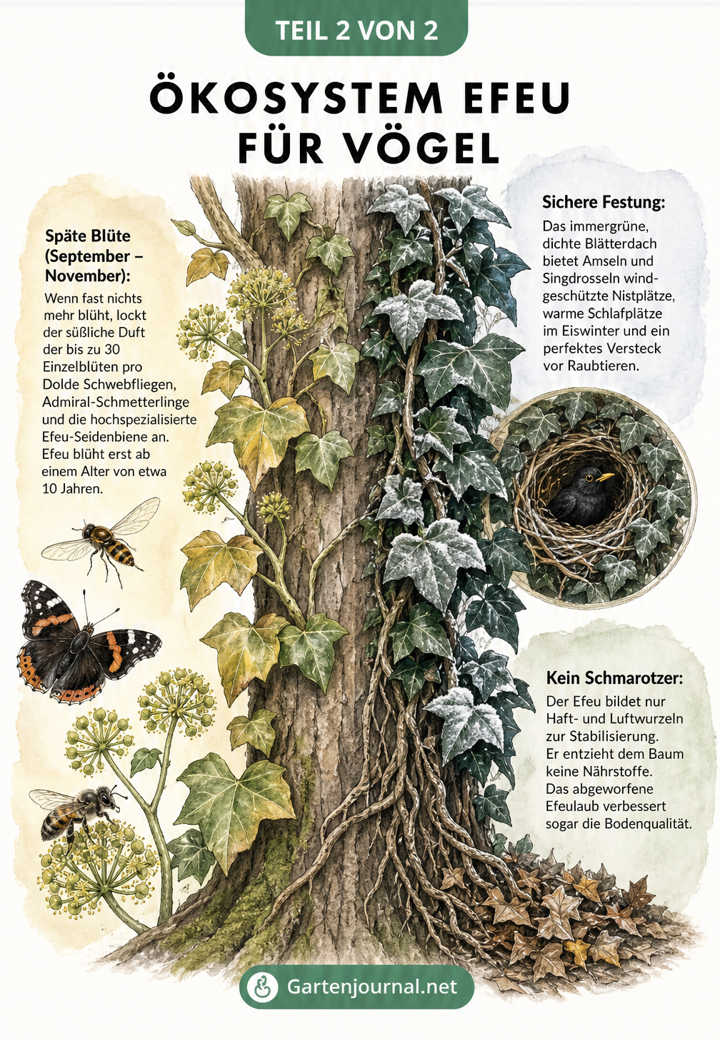 Natur-Skizze eines efeuumrankten Baumstamms, der späte Blüten für Insekten und dichte Blätter als Nistplatz für Vögel zeigt