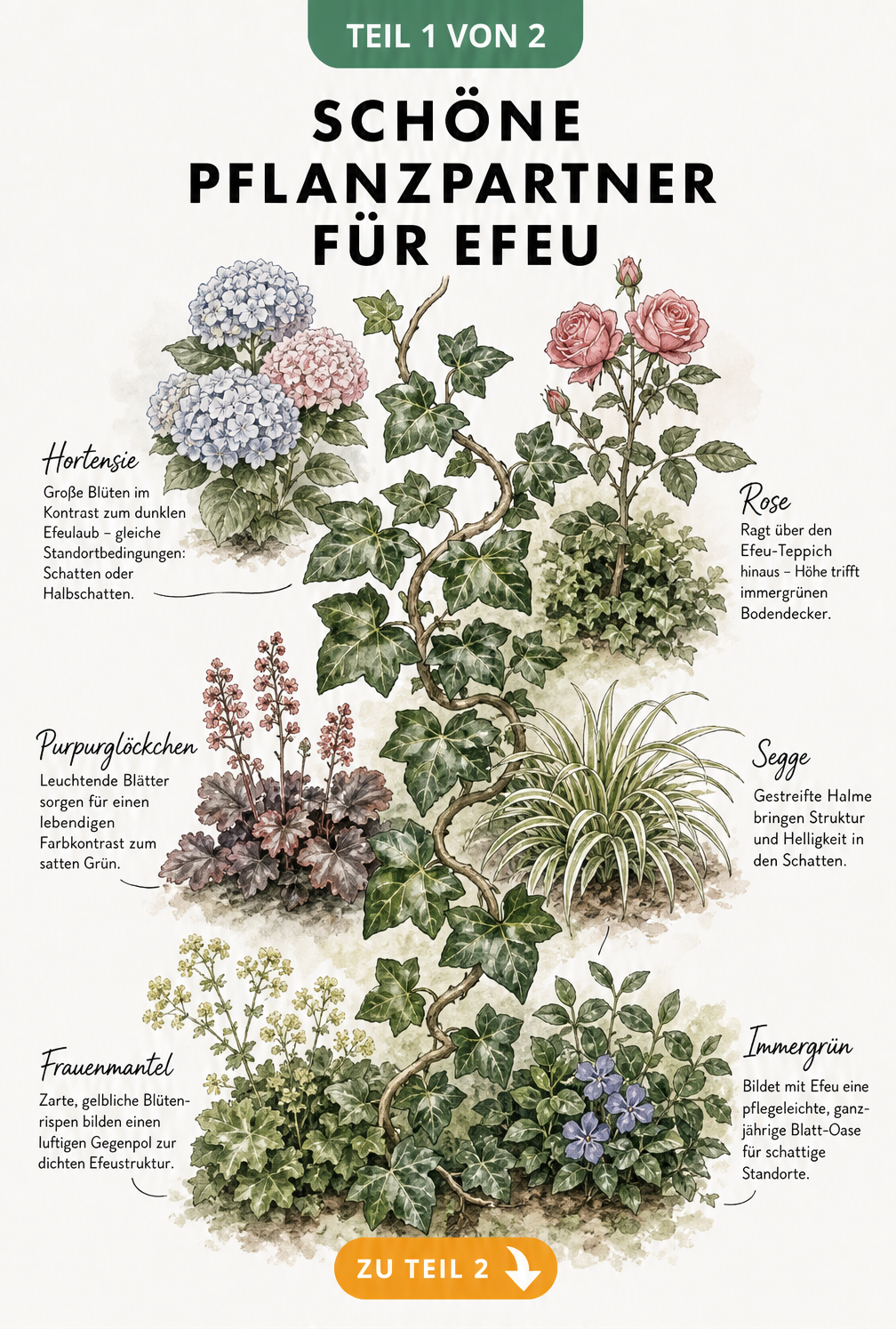 Botanische Illustration von Efeu mit sechs Begleitpflanzen wie Hortensie, Rose und Purpurglöckchen