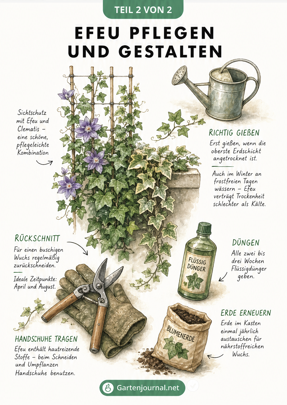 Illustration einer Efeupflanze mit Pflegeutensilien wie Gießkanne, Dünger, Erde und Gartenschere, die Gießrhythmus, Düngung und Schnittzeitpunkte erklärt.