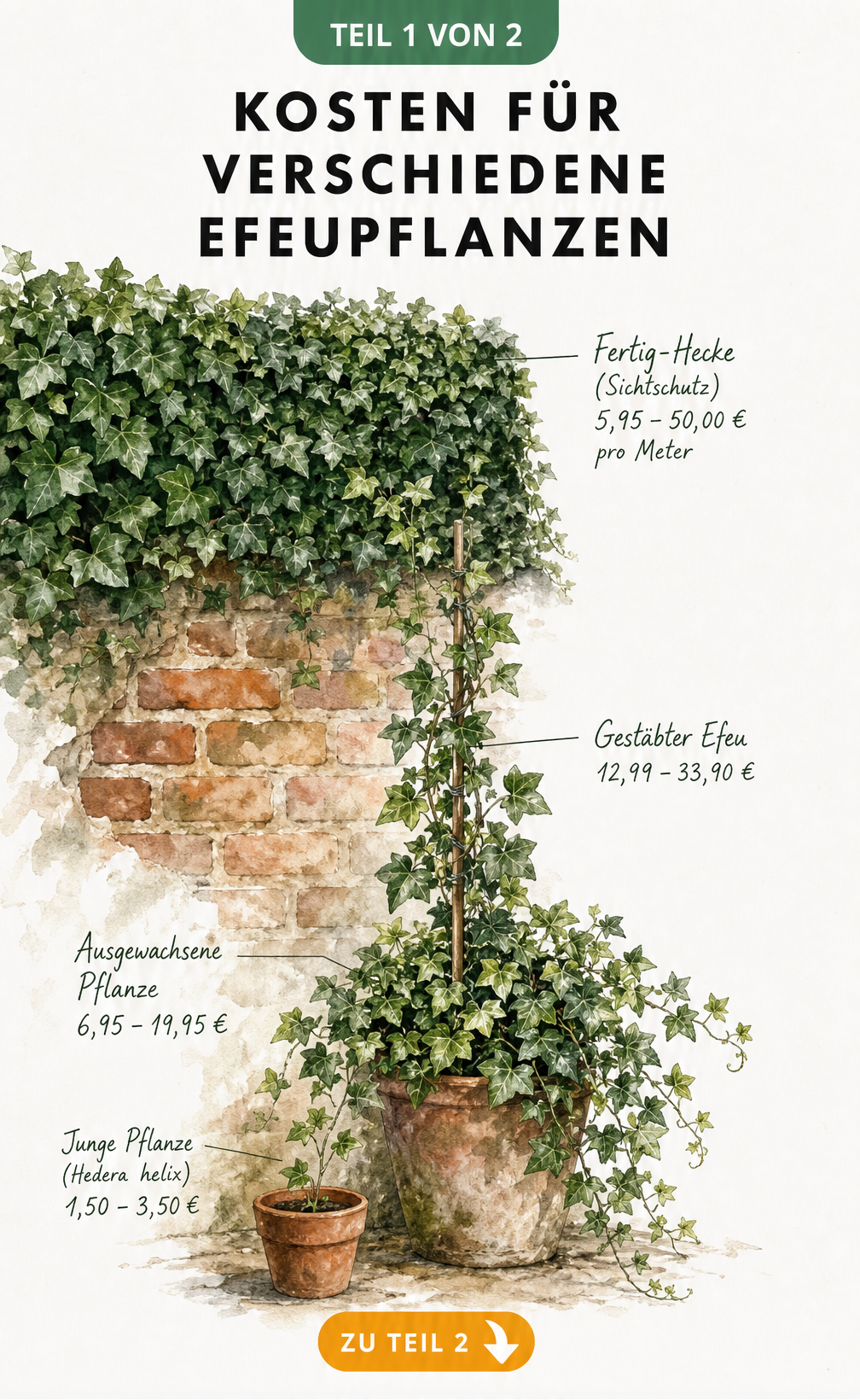 Botanische Illustration einer Efeupflanze an einer Backsteinmauer mit Preisangaben für verschiedene Wachstumsstadien