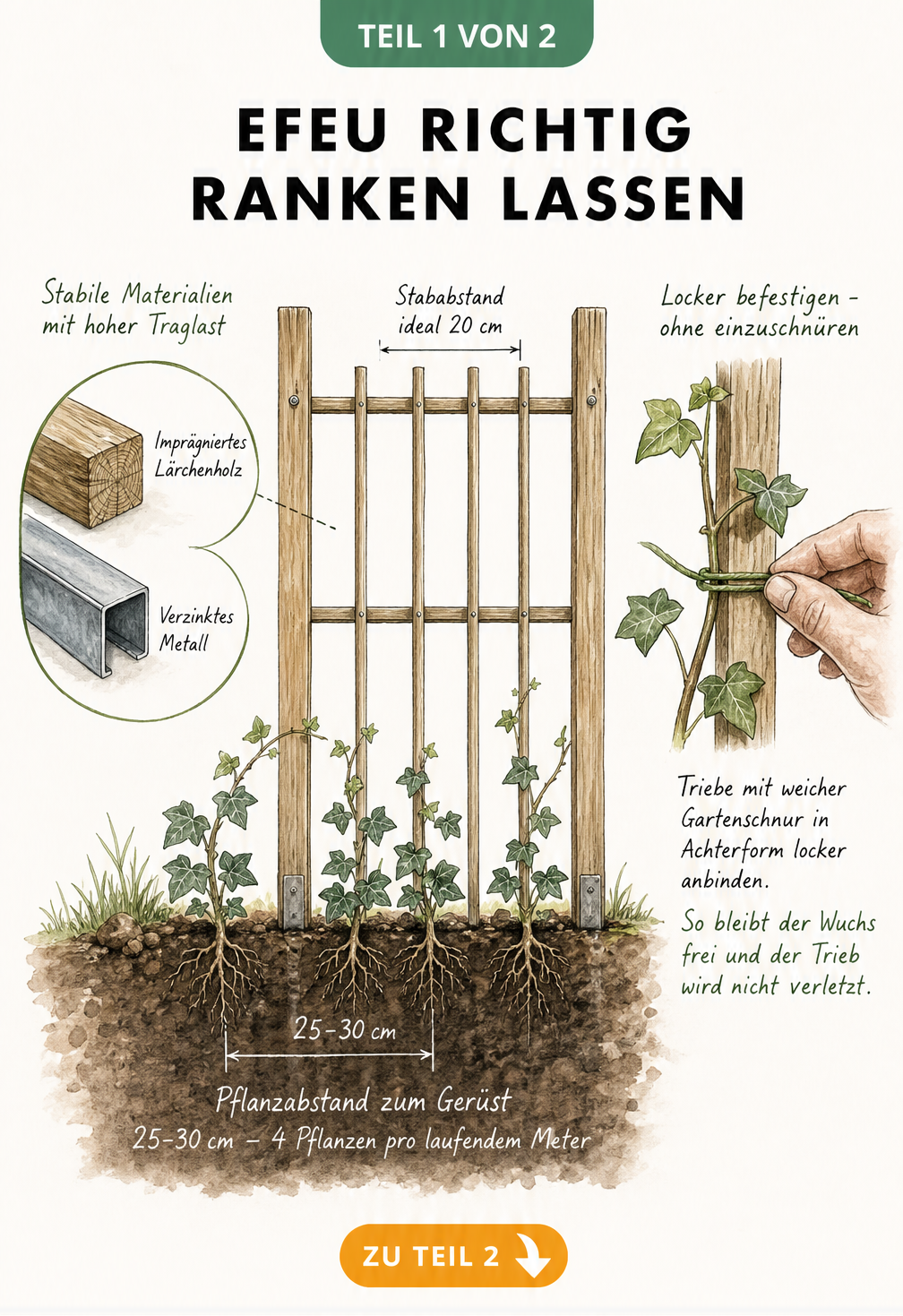 Illustration eines Rankgerüsts aus Holz für Efeu mit Maßangaben für Pflanzabstand und Materialdetails