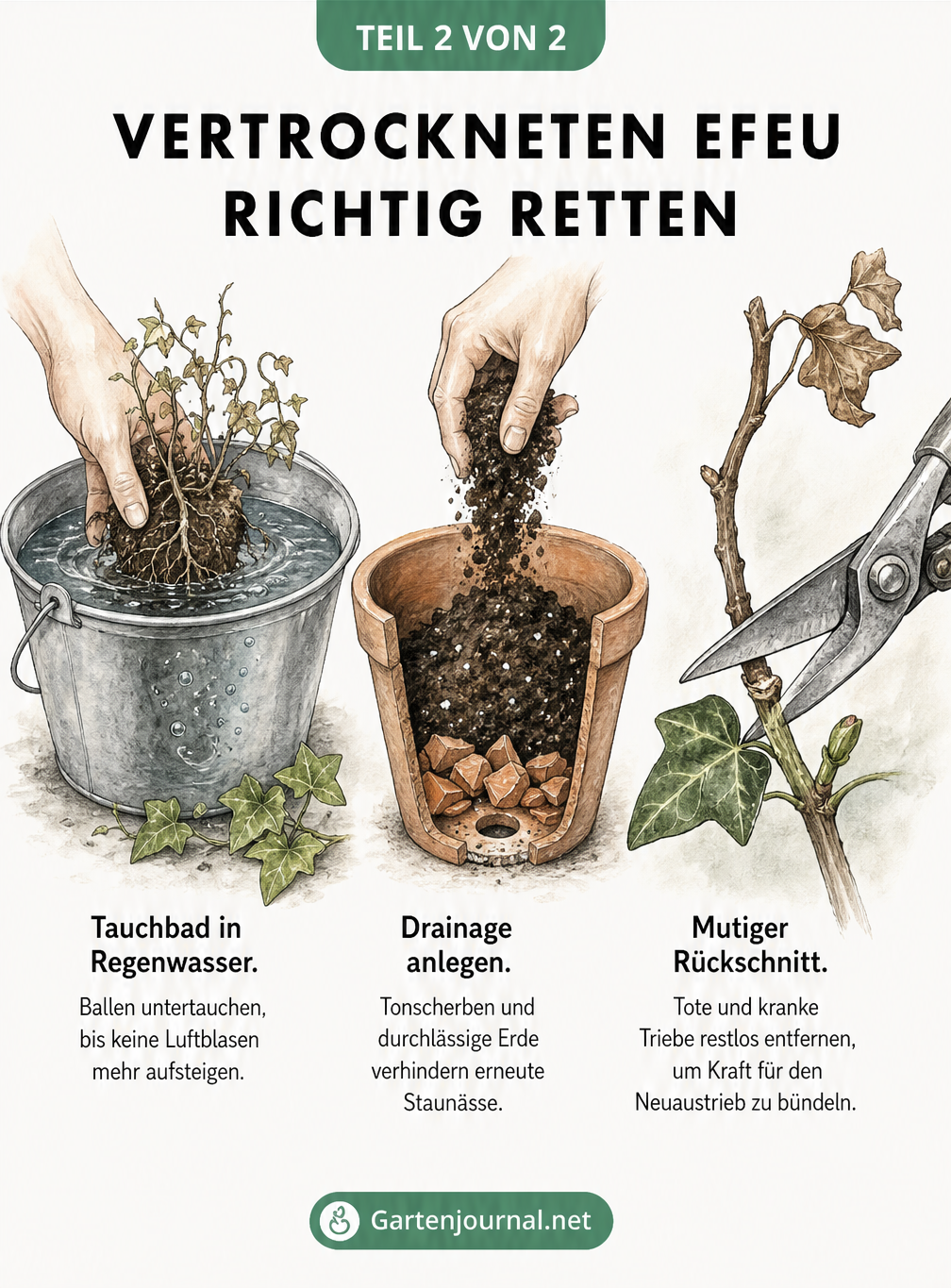 Drei Schritte zur Rettung eines Efeus: Tauchbad in Regenwasser, Anlegen einer Drainage im Topf und Rückschnitt vertrockneter Triebe.