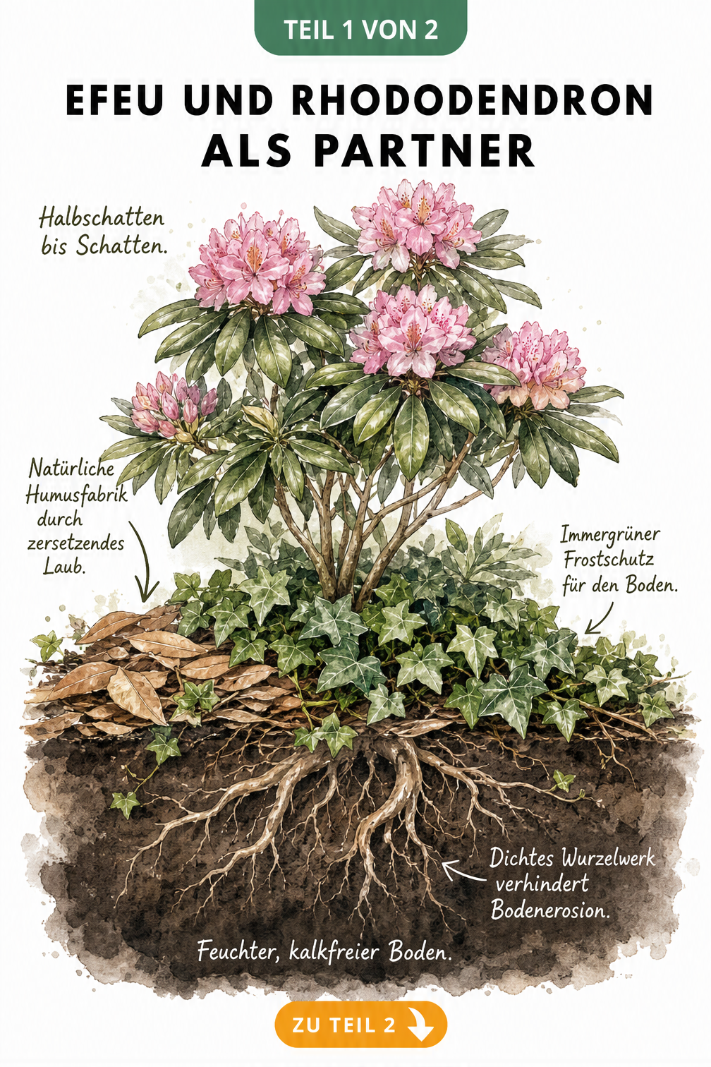 Botanische Querschnitt-Illustration von Rhododendron und Efeu im Garten, die das Zusammenspiel von Laub, Wurzeln und Boden zeigt
