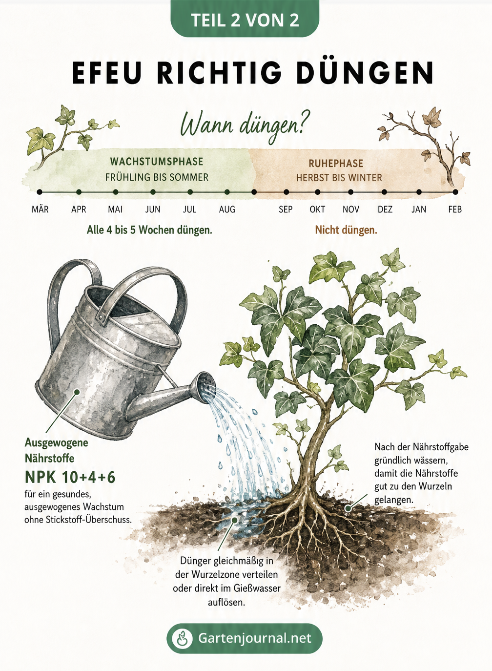 Zeitstrahl zur Düngung von Efeu im Gartenjahr und Illustration einer Gießkanne mit NPK-Angaben
