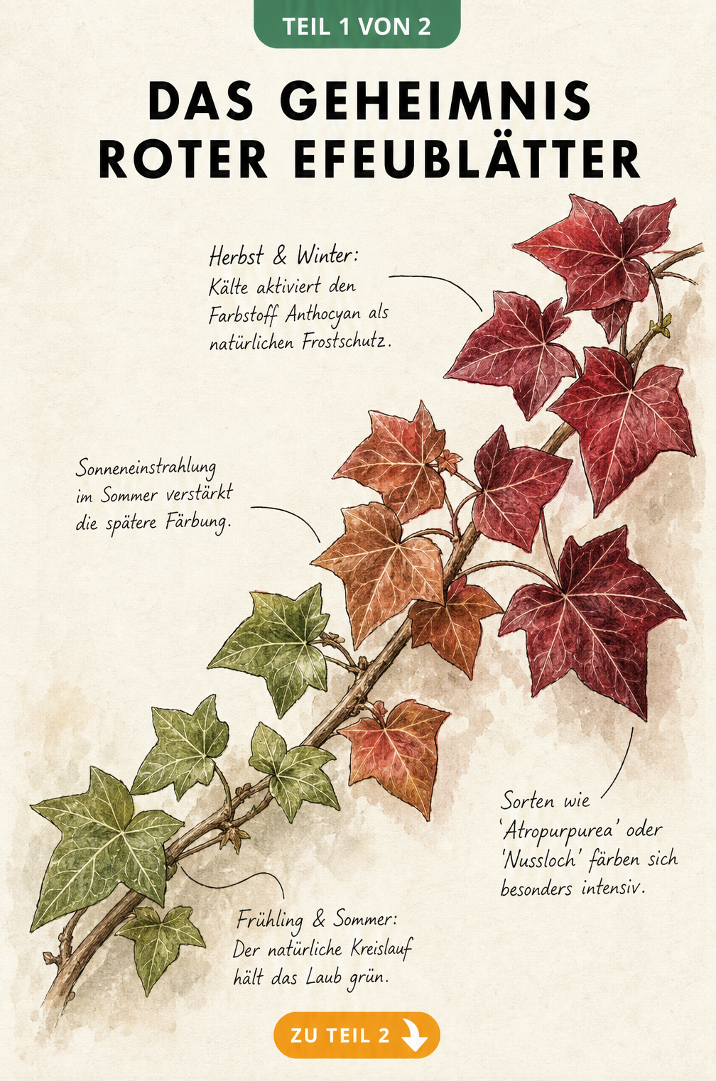 Botanische Illustration eines Efeuzweigs mit Farbverlauf von Grün über Kupfer zu Purpurrot