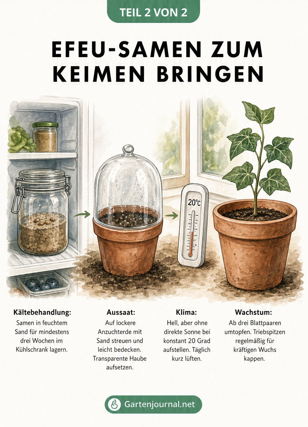 Aquarell-Illustration der Efeu-Aussaat in drei Schritten: Kältebehandlung im Kühlschrank, Aussaat unter transparenter Haube und Wachstum des Keimlings