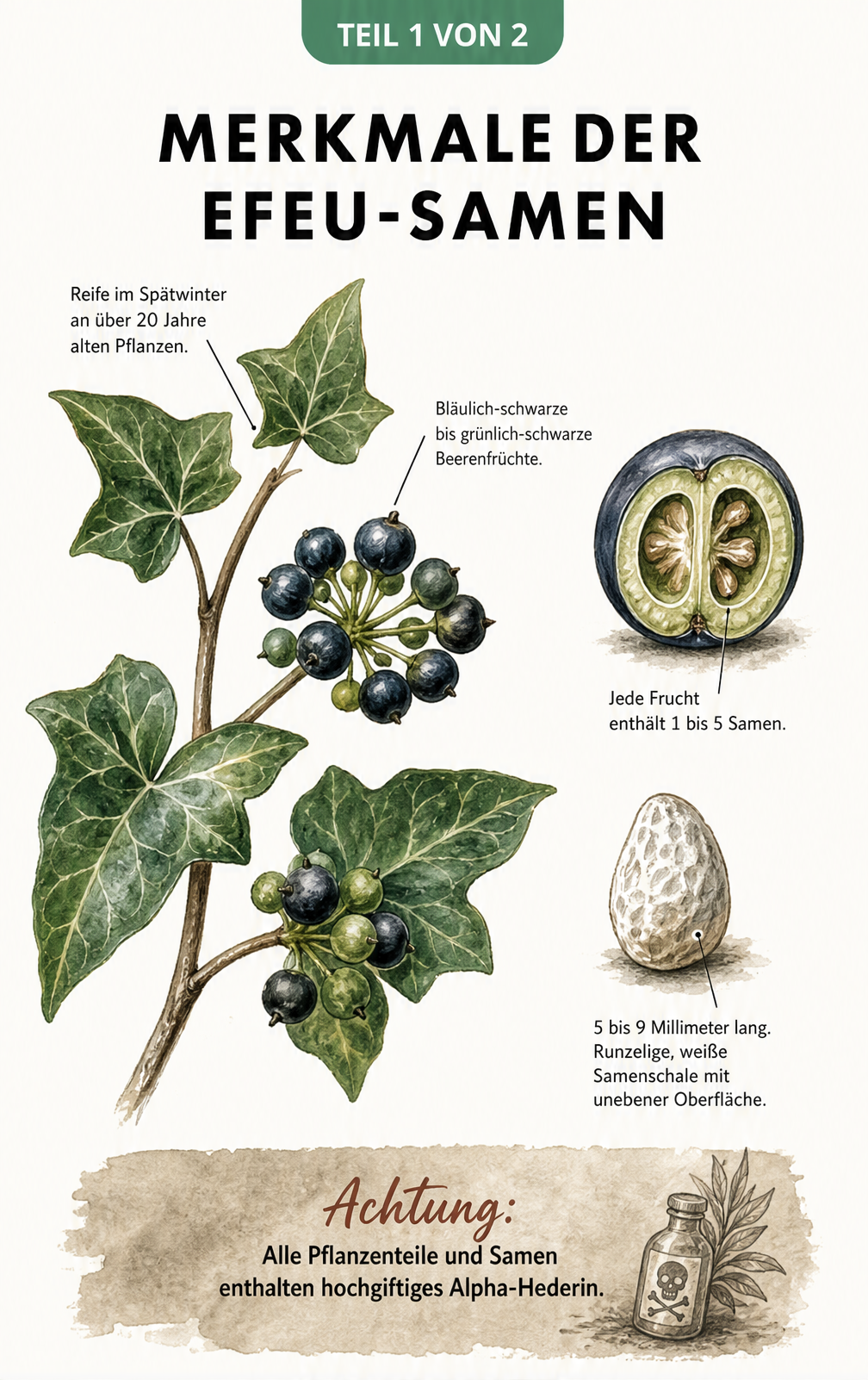 Botanische Illustration eines Efeuzweigs mit dunklen Beeren, Querschnitt einer Beere und Detailansicht eines Efeu-Samens mit Warnhinweis zur Giftigkeit