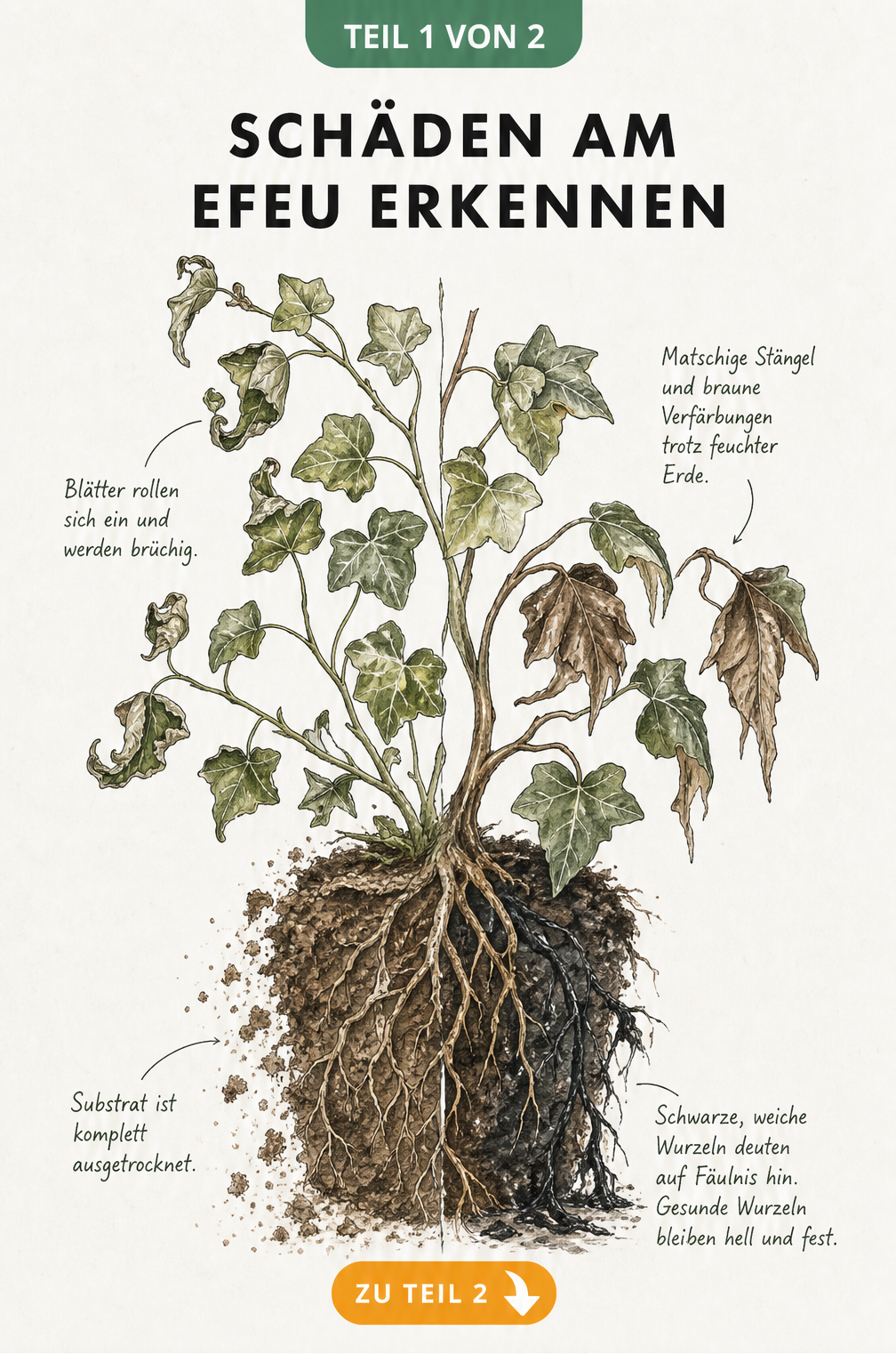 Botanische Illustration eines Efeus, die die Symptome von Trockenheit und Staunässe an Blättern und Wurzeln gegenüberstellt.