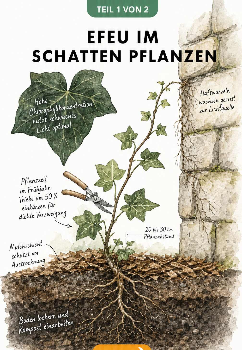 Querschnitt-Illustration einer Efeupflanze, die an einer schattigen Hauswand wächst, mit Hinweisen zu Pflanzabstand, Bodenlockerung und Mulchschicht.