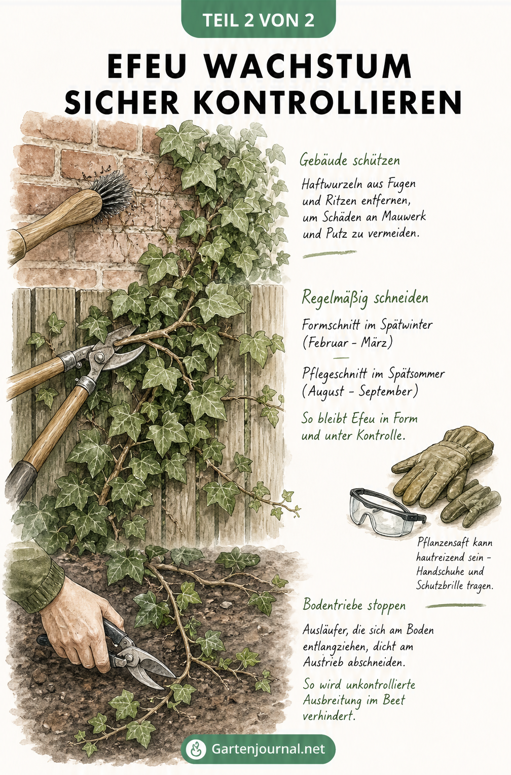 Aquarell-Illustration zur Pflege von Efeu an Wänden und Zäunen mit Hinweisen zu Schnitt und Wurzelentfernung