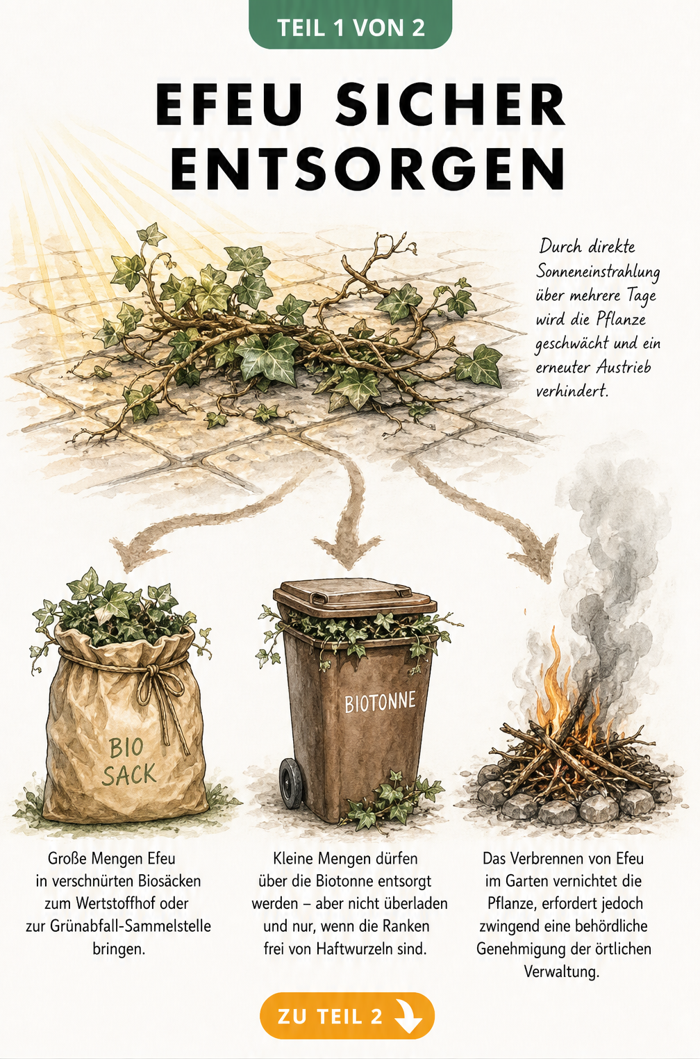 Illustration verschiedener Methoden zur sicheren Entsorgung von Efeu: Papiersack, Biotonne und kontrollierte Feuerstelle.
