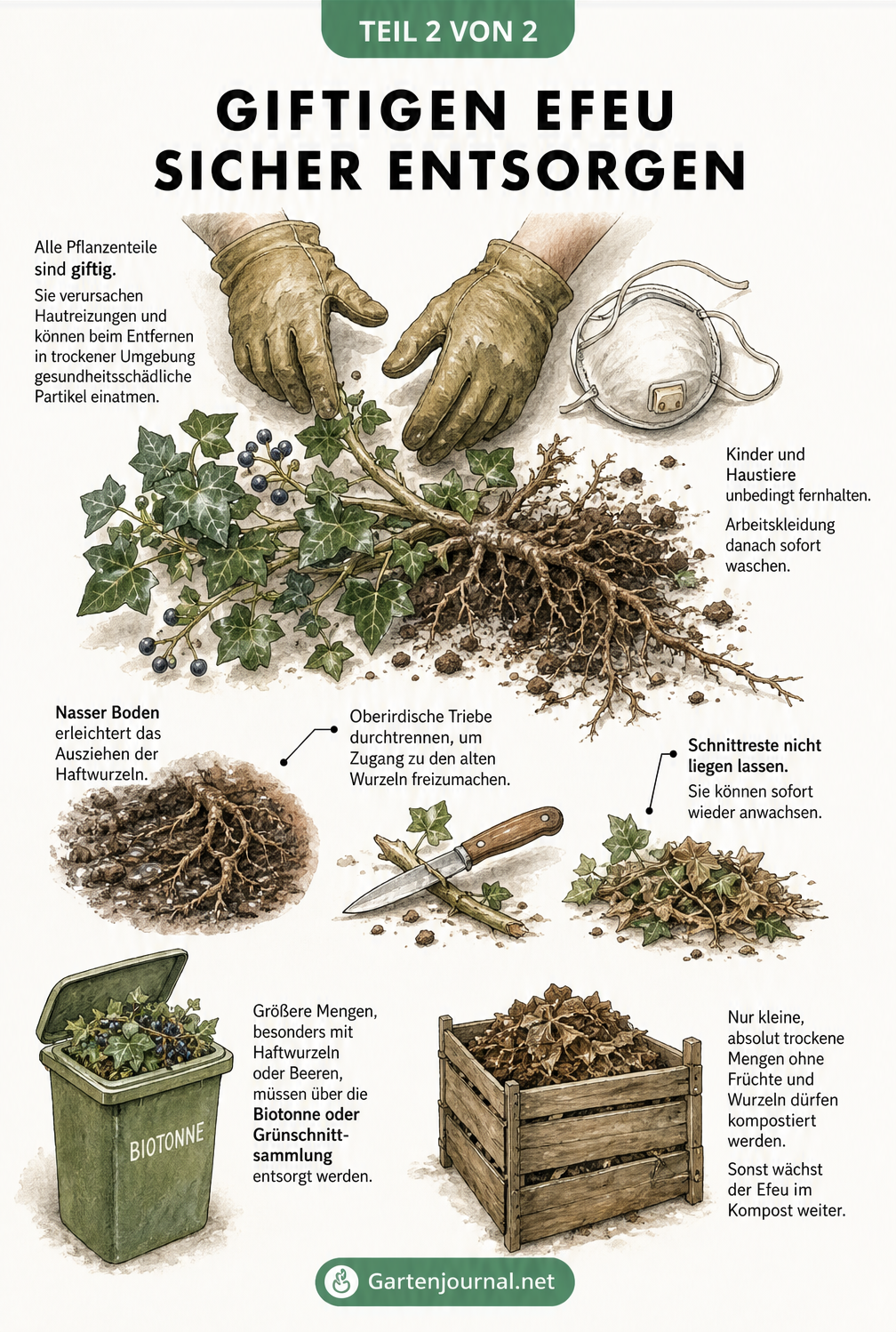Botanische Illustration einer ausgegrabenen Efeupflanze mit Handschuhen, Atemmaske und Hinweisen zur Entsorgung
