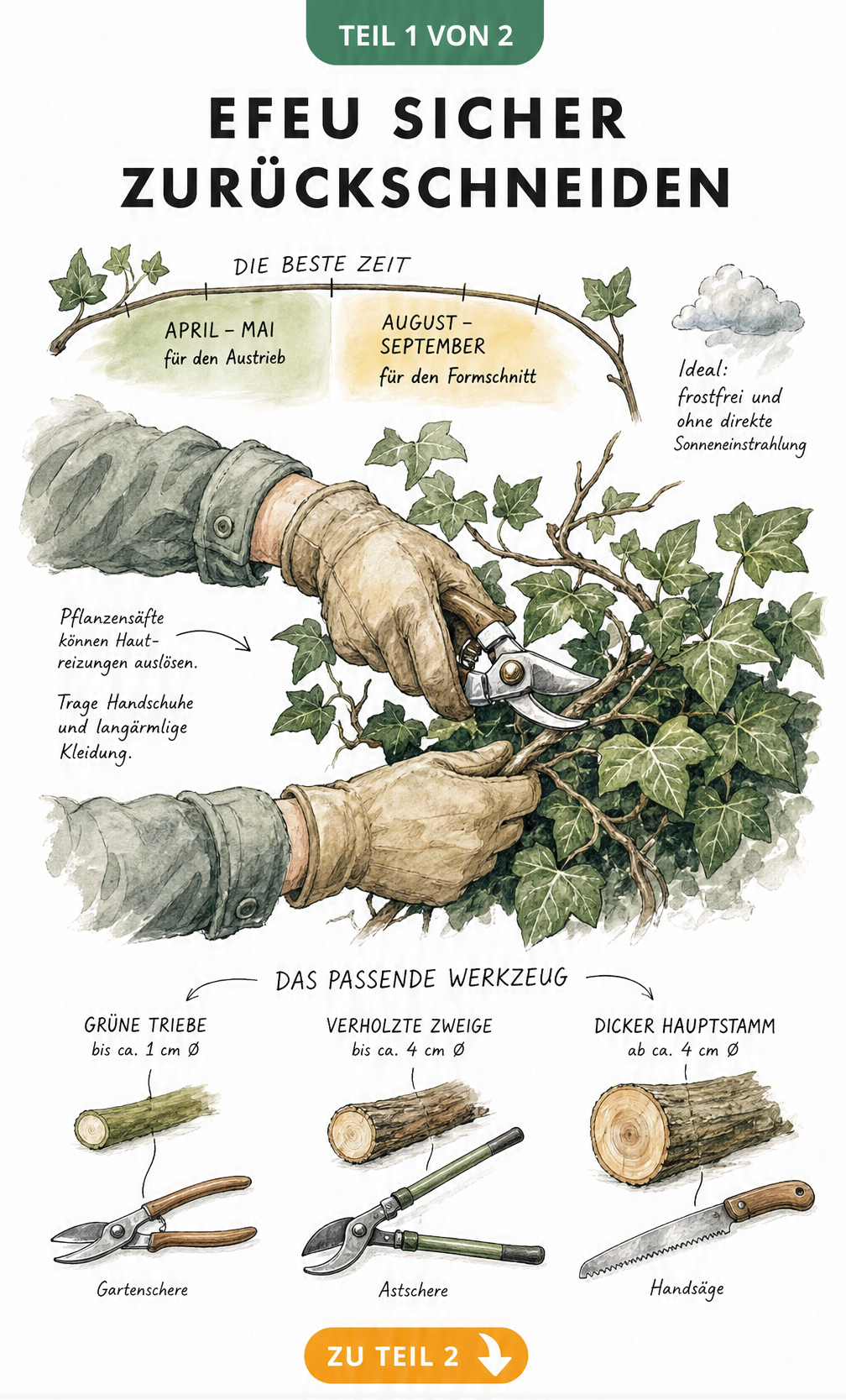 Illustration von Händen in Gartenhandschuhen beim Efeuschnitt mit Jahresuhr und Werkzeugen