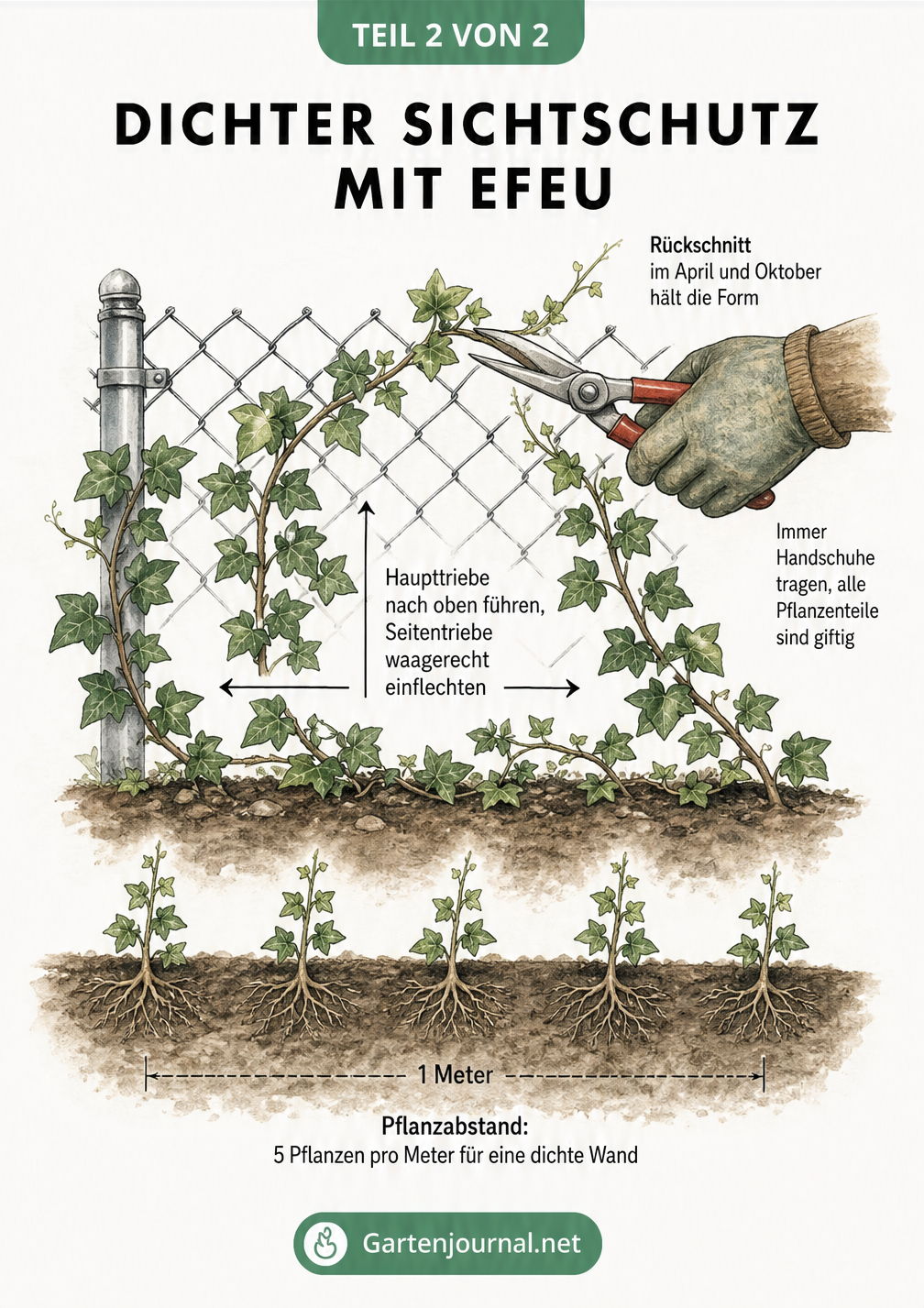 Illustration eines Maschendrahtzauns mit Efeu, die den Pflanzabstand von 5 Pflanzen pro Meter und den Rückschnitt mit Gartenschere zeigt.
