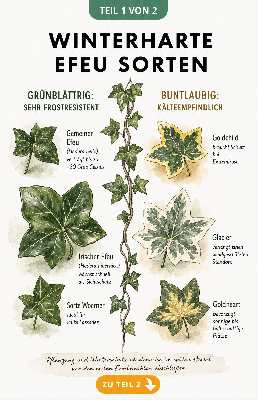 Botanische Illustration verschiedener Efeusorten und ihrer Winterhärte