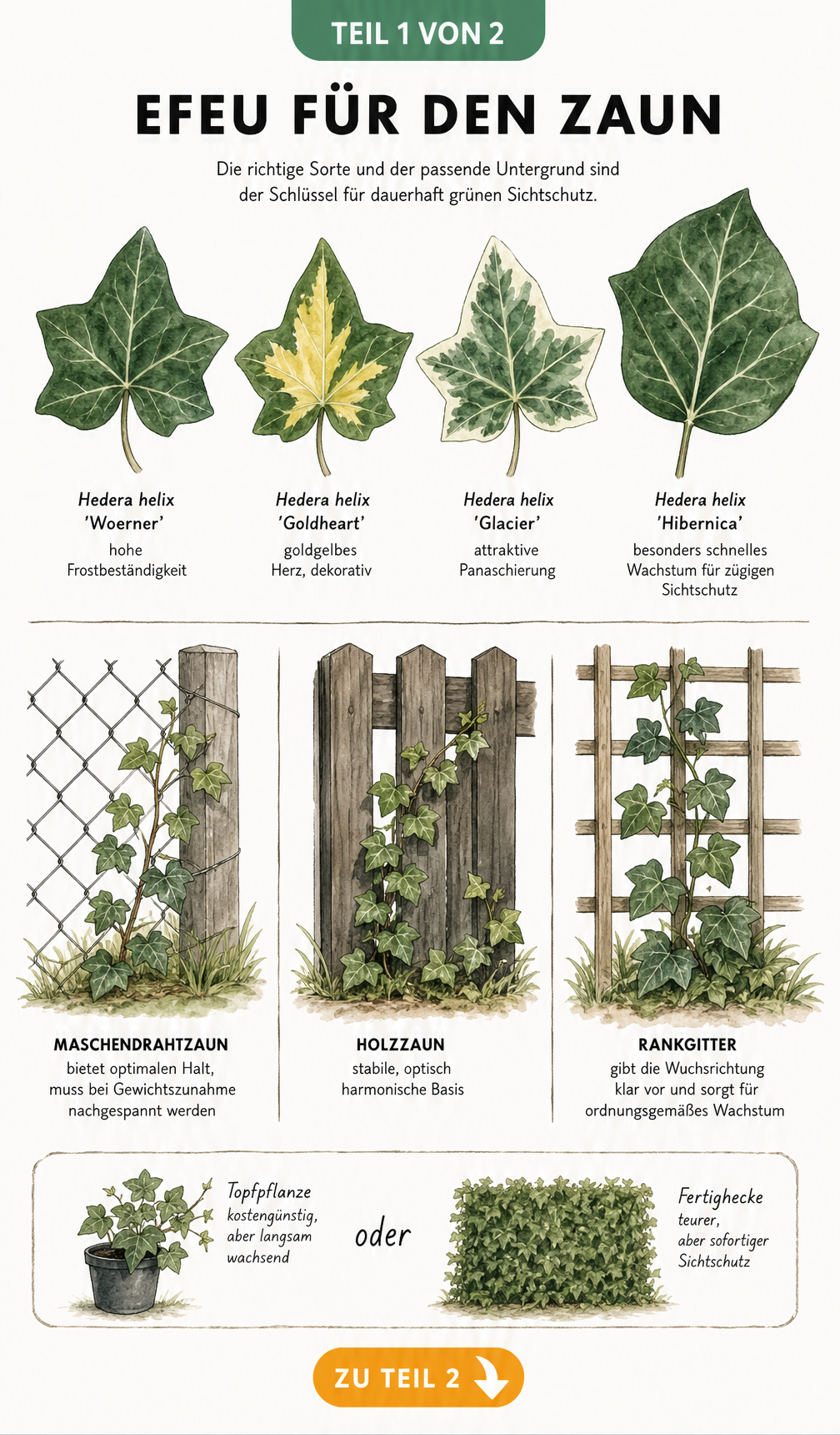 Botanische Illustration von vier Efeusorten: Woerner, Goldheart, Glacier und Hibernica sowie drei Zaunarten mit Efeubewuchs