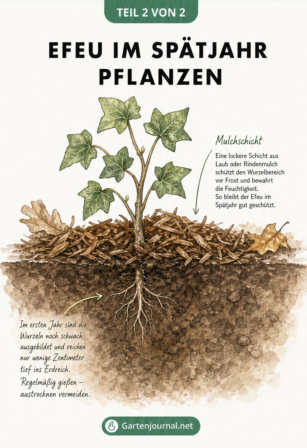 Querschnittszeichnung eines frisch gepflanzten Efeus mit Mulchschicht und schwachem Wurzelwerk