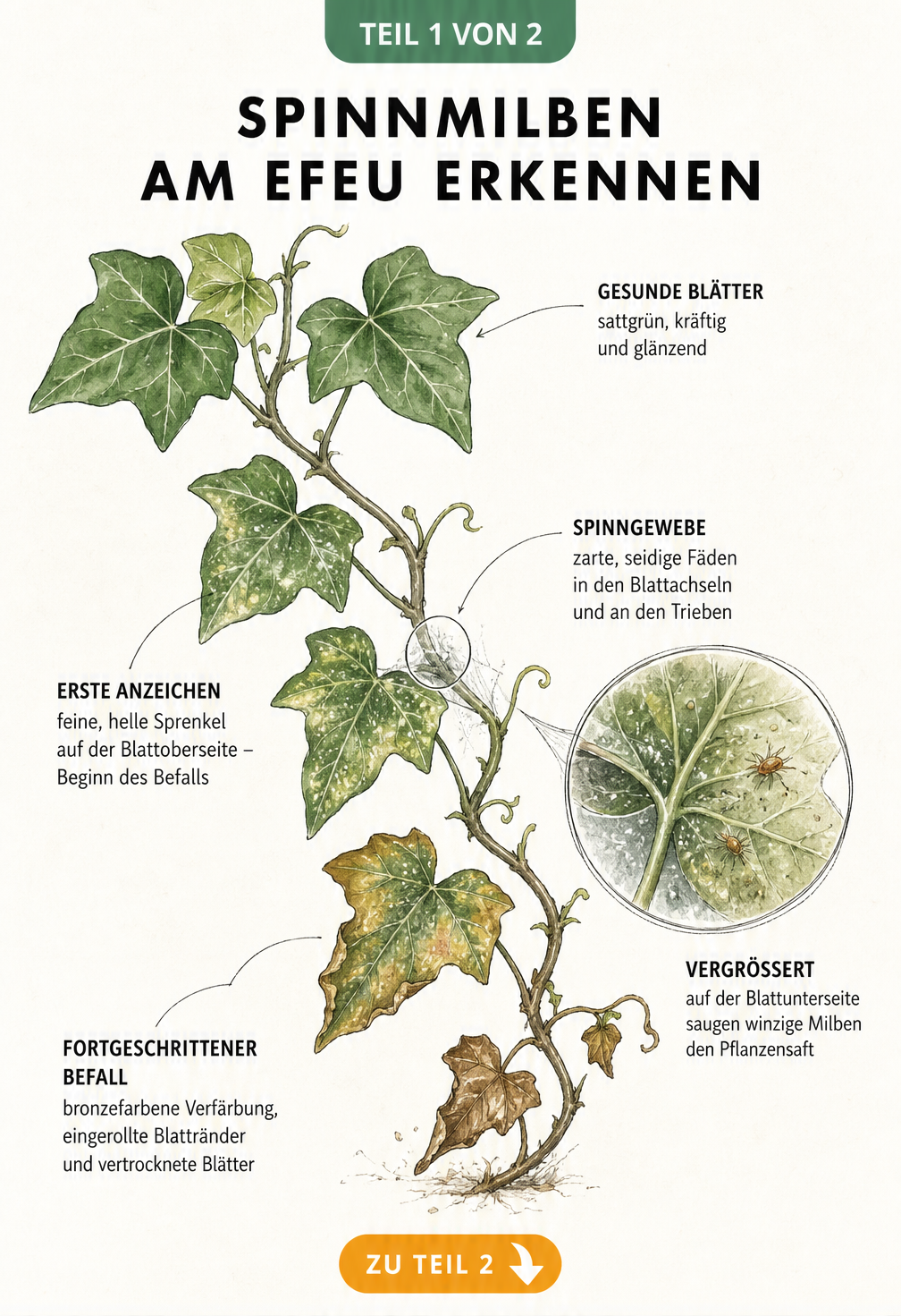 Botanische Illustration einer Efeuranke, die den Verlauf eines Spinnmilbenbefalls von gesunden Blättern über helle Sprenkel und Gespinste bis hin zu...
