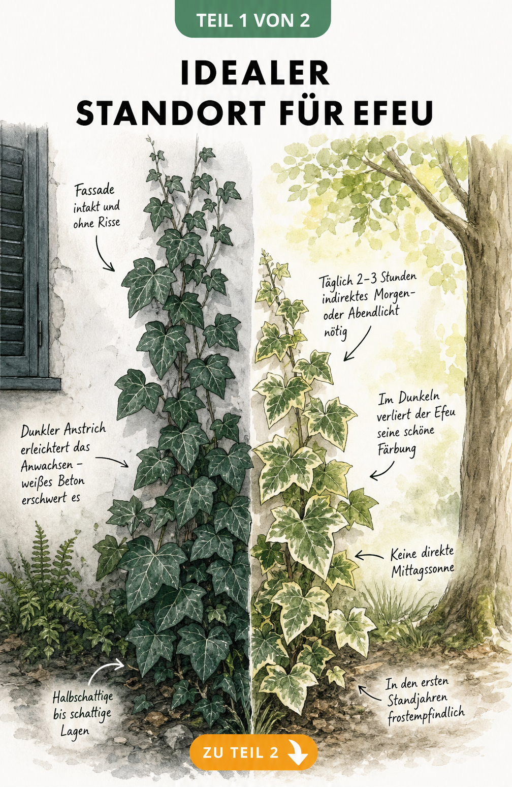 Illustration der Lichtbedürfnisse von Efeu: Dunkelgrüner Efeu im Schatten an einer Hauswand und buntlaubiger Efeu im lichten Schatten eines Baumes.