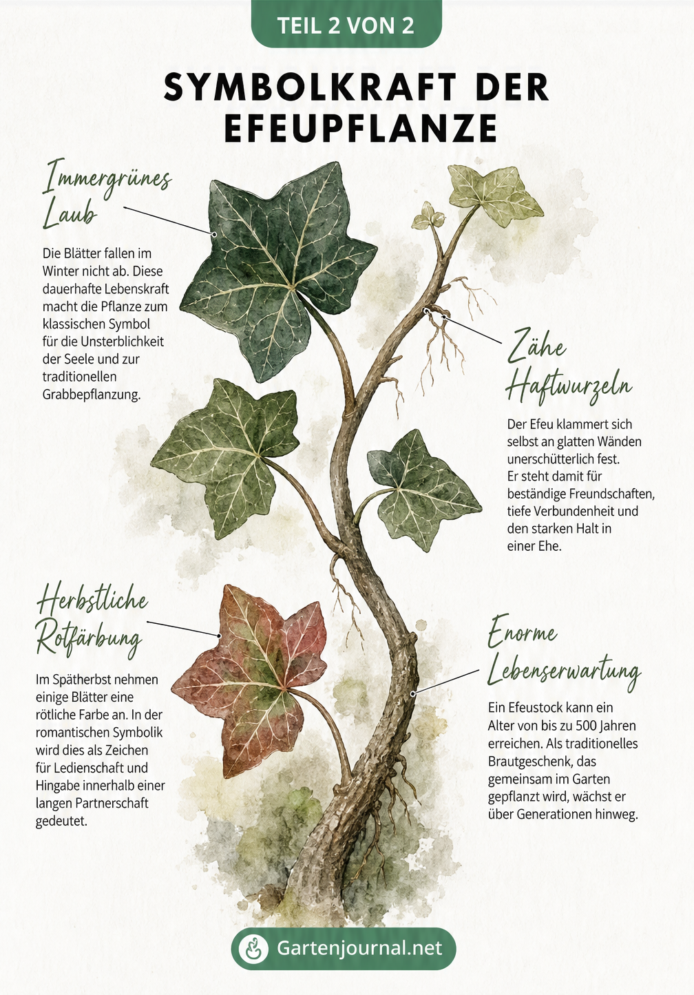 Symbolkraft der Efeupflanze: Botanische Illustration eines Efeuzweigs mit Erklärungen zu immergrünem Laub, Haftwurzeln, Herbstfärbung und Lebenserwartung.