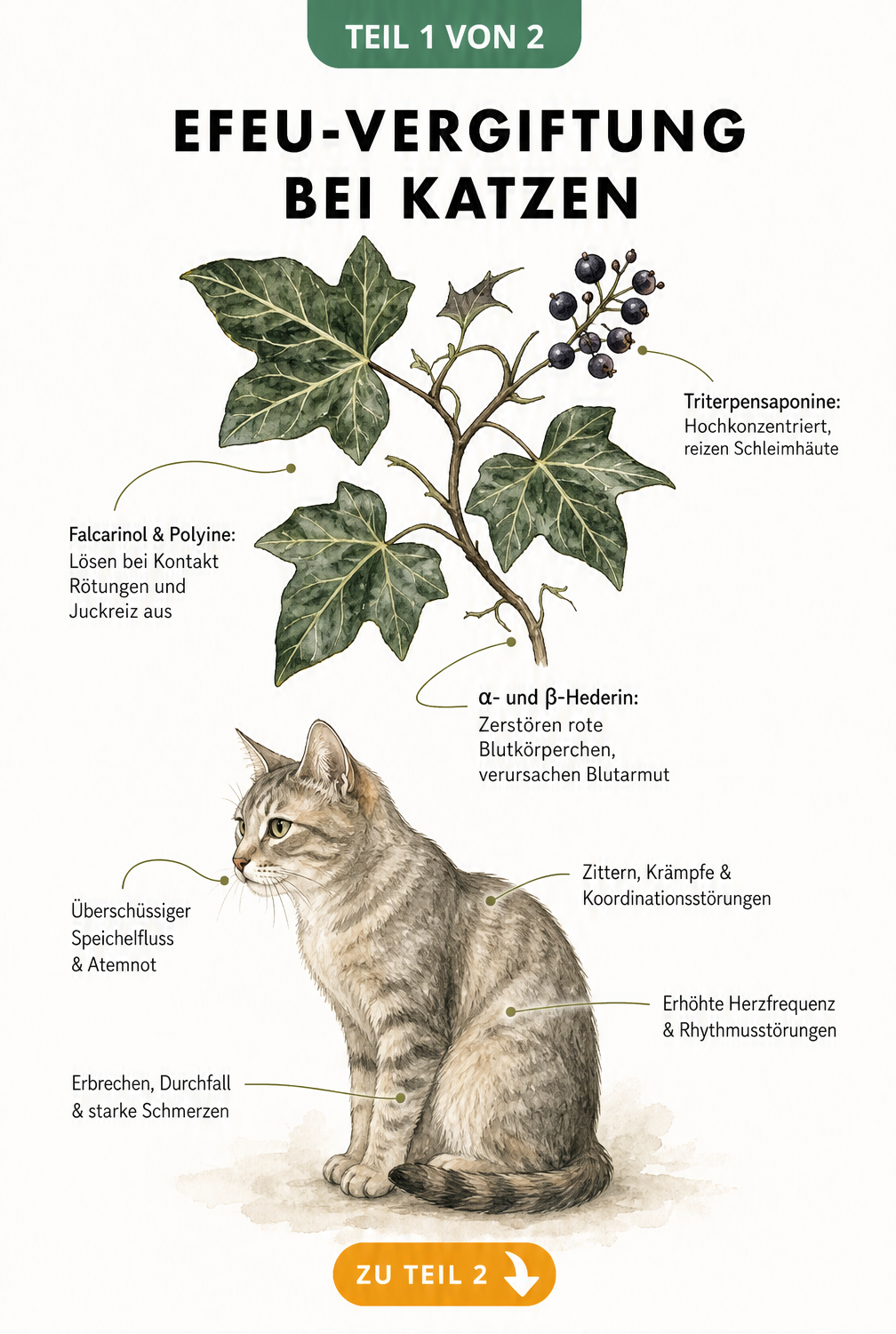 Botanische Illustration eines Efeuzweigs mit Beeren und einer Katzensilhouette, die Symptome einer Efeu-Vergiftung wie Atemnot und Erbrechen zeigt.