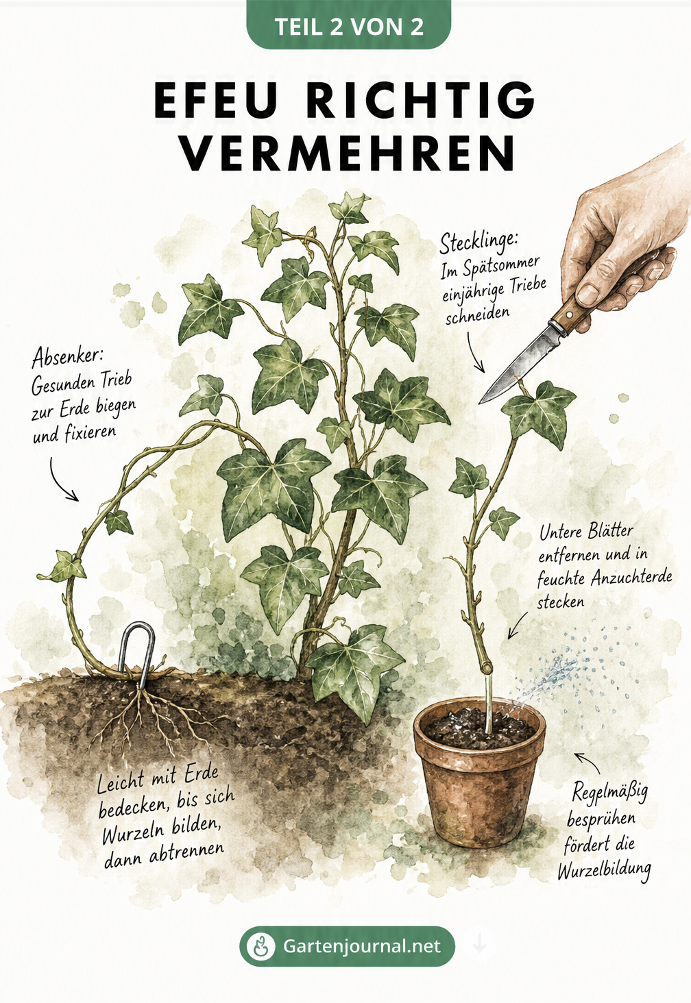 Illustration einer Efeu-Mutterpflanze, die links durch einen Absenker im Boden und rechts durch einen Steckling im Anzuchttopf vermehrt wird.