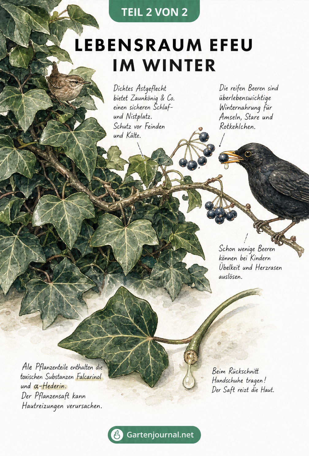 Illustration eines Efeuteppichs mit Zaunkönig im Geäst, Amsel an Beeren und einem abgetrennten Blatt mit Warnung vor Giftigkeit