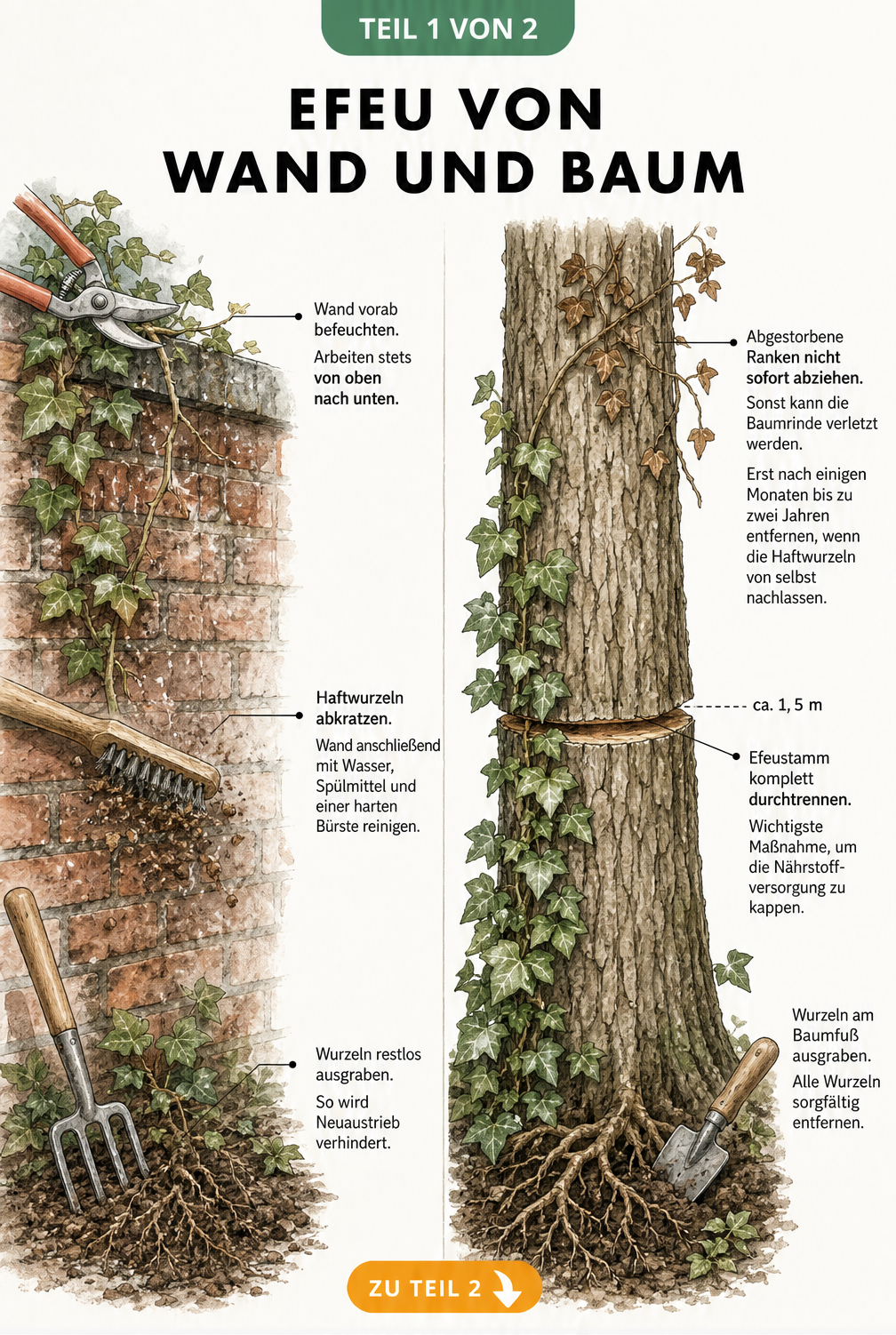 Illustration zur Entfernung von Efeu an einer Mauer und einem Baumstamm mit Werkzeugen wie Gartenschere und Drahtbürste