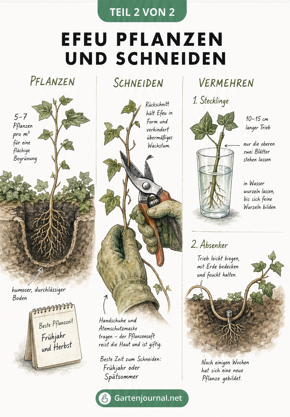 Botanische Illustration des Efeus: Von der kriechenden Jugendform bis zur blühenden Altersform mit giftigen Beeren