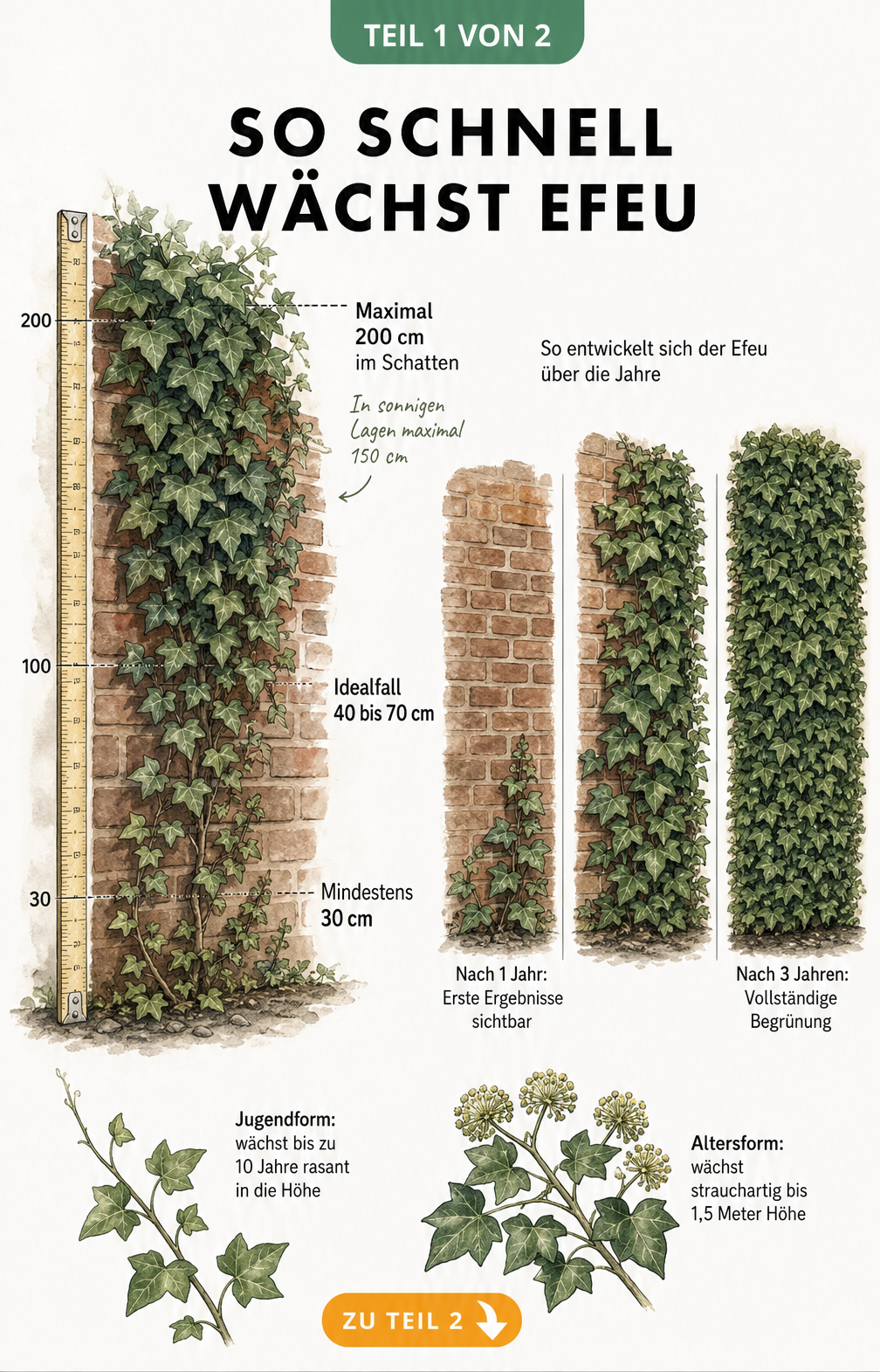 Illustration einer Backsteinmauer mit Efeu, die das Wachstum von 30 cm bis 200 cm pro Jahr sowie die Entwicklung über drei Jahre zeigt.