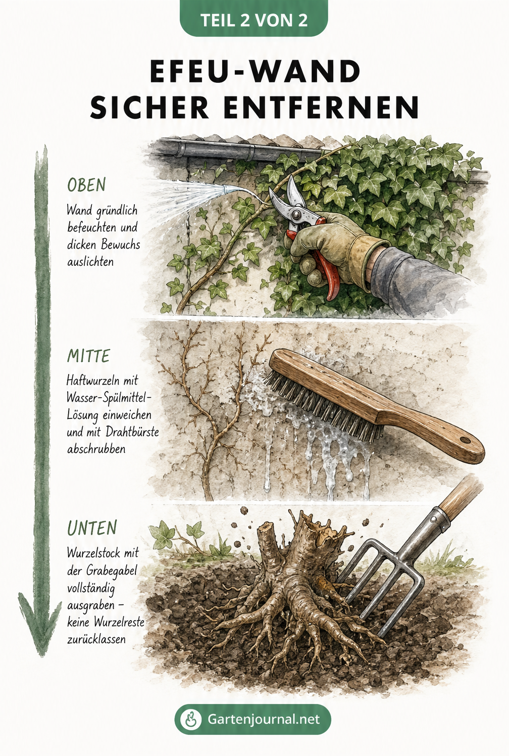 Illustration zur Entfernung von Efeu an einer Hauswand in drei Schritten: Äste abschneiden, Haftwurzeln abbürsten und Wurzelstock ausgraben.