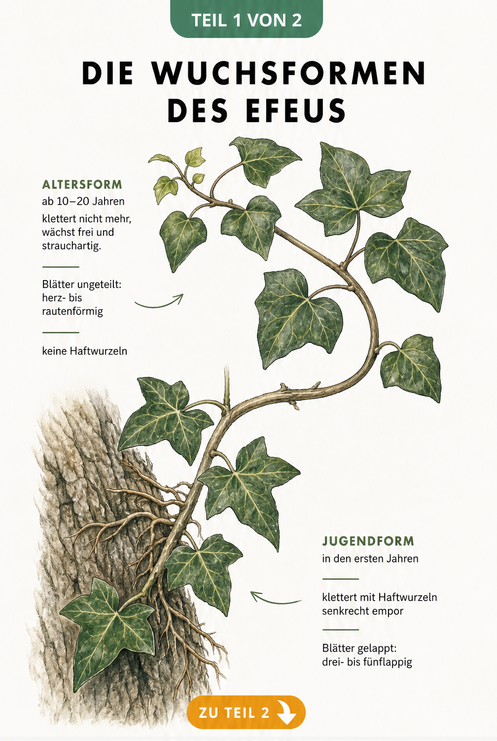 Botanische Illustration der Wuchsformen des Efeus: kletternde Jugendform mit gelappten Blättern und strauchartige Altersform mit herzförmigen Blättern