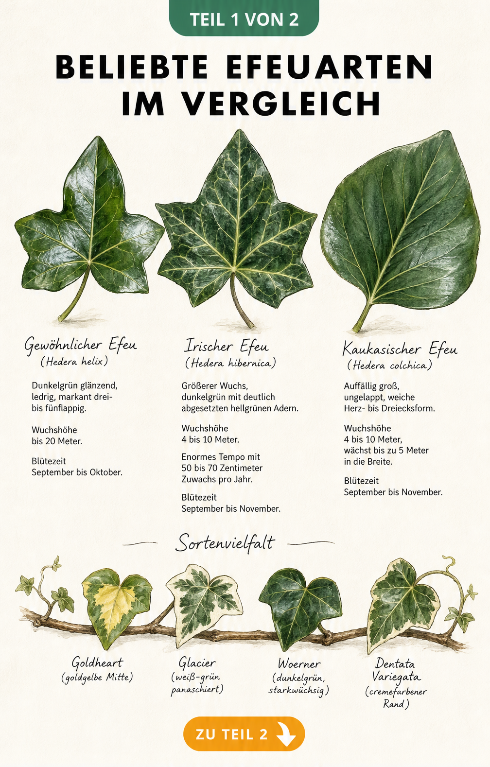 Botanische Illustration von drei Efeublättern der Arten Gewöhnlicher Efeu, Irischer Efeu und Kaukasischer Efeu mit Beschriftungen zu Wuchshöhe und Blütezeit.