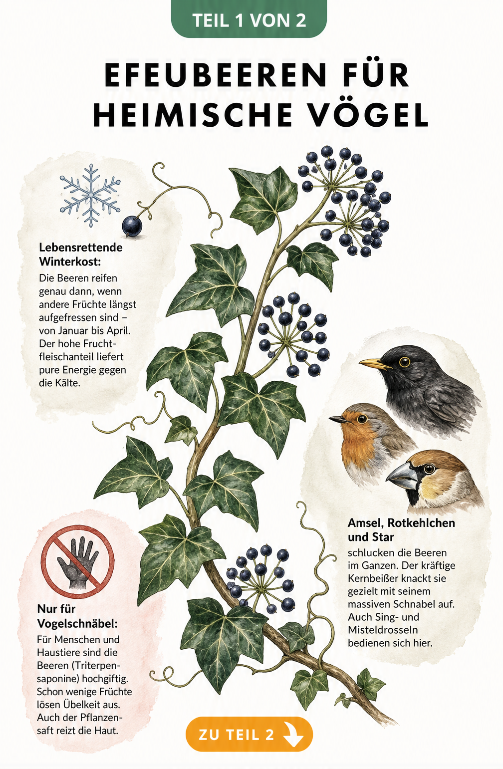 Aquarell-Illustration eines Efeuzweigs mit blauschwarzen Beeren und drei Vogelarten, die Efeubeeren fressen
