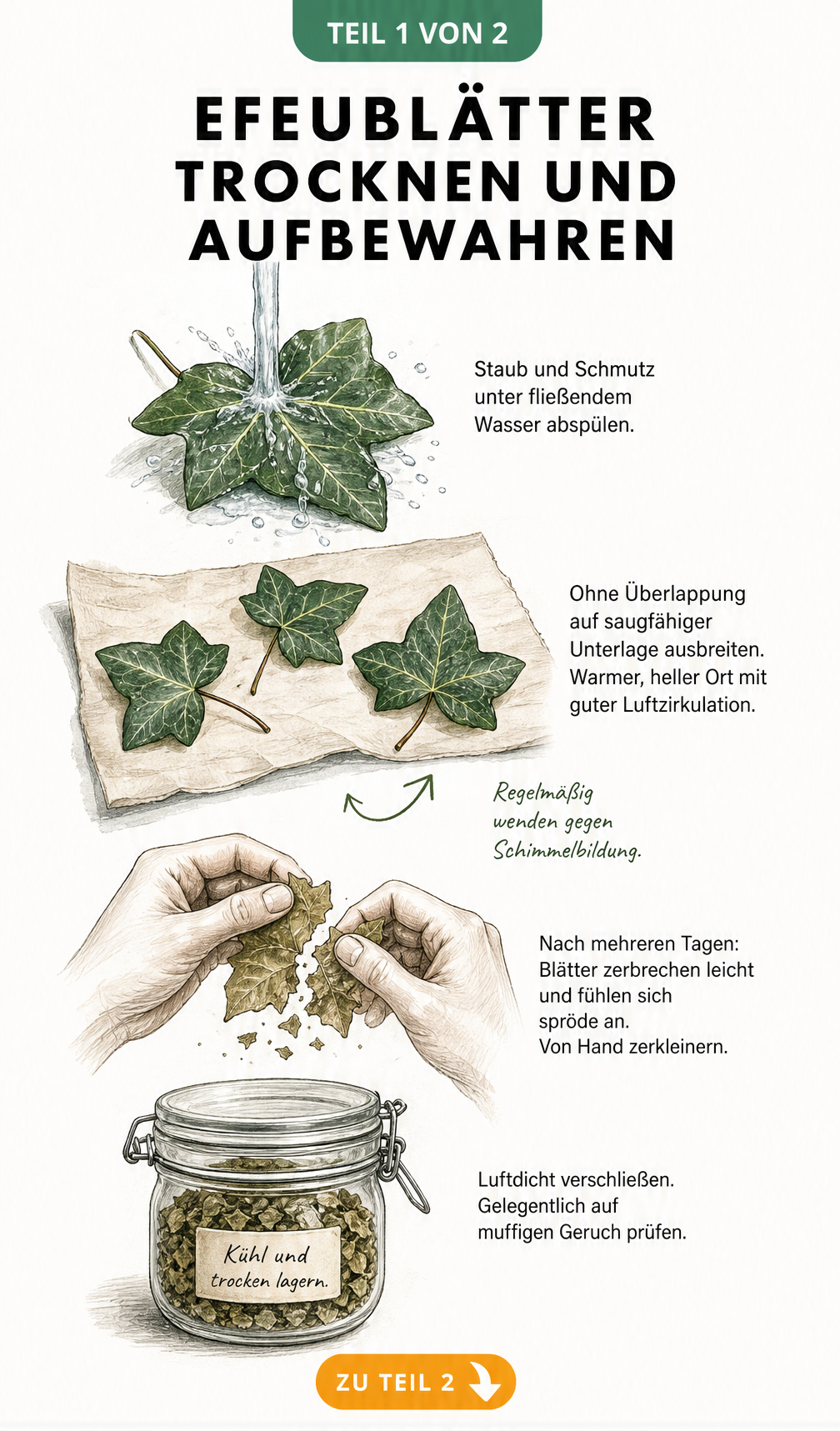 Illustration: Efeublätter waschen, auf Backpapier trocknen, zerkleinern und in einem Schraubglas lagern.