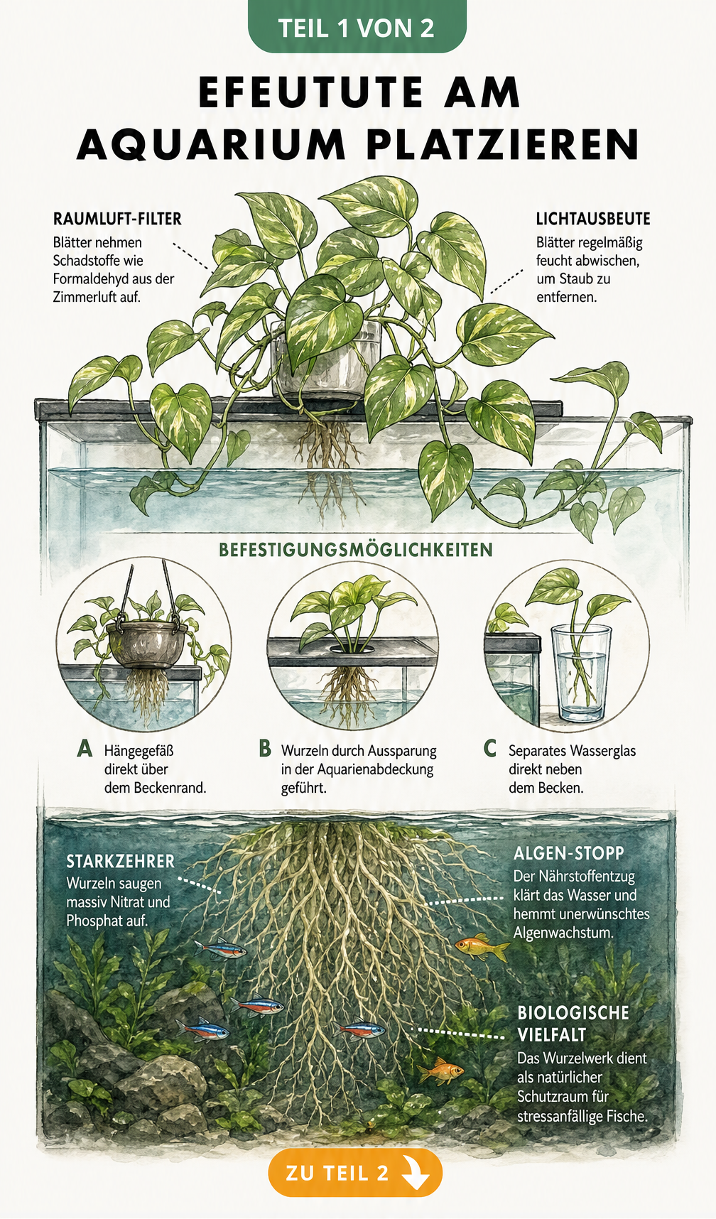 Querschnitt eines Aquariums mit Efeutute, die als Raumluftfilter und Wasserklärer dient