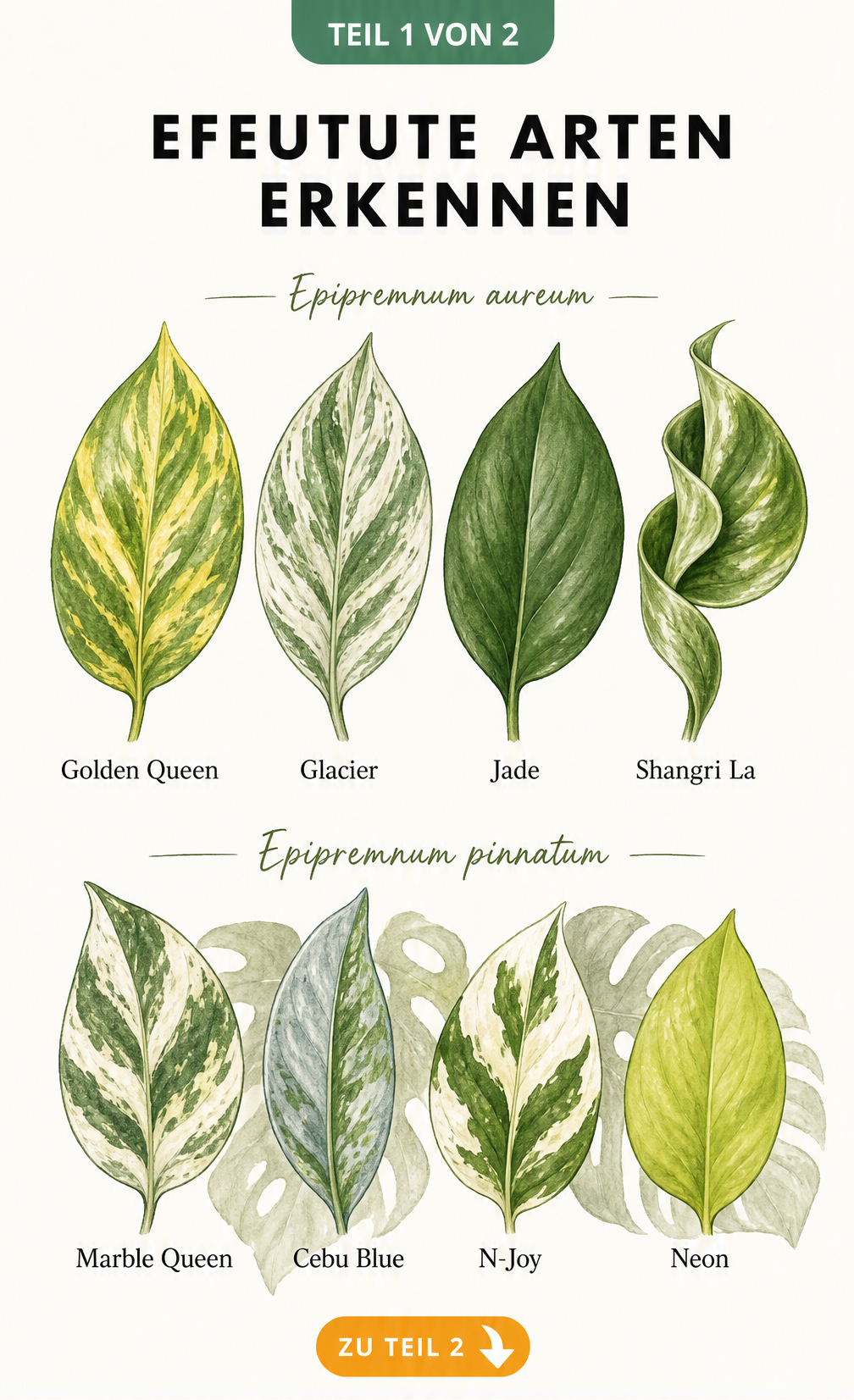 Botanische Illustration von acht Efeutute-Sorten der Arten Epipremnum aureum und Epipremnum pinnatum mit ihren Blattmustern