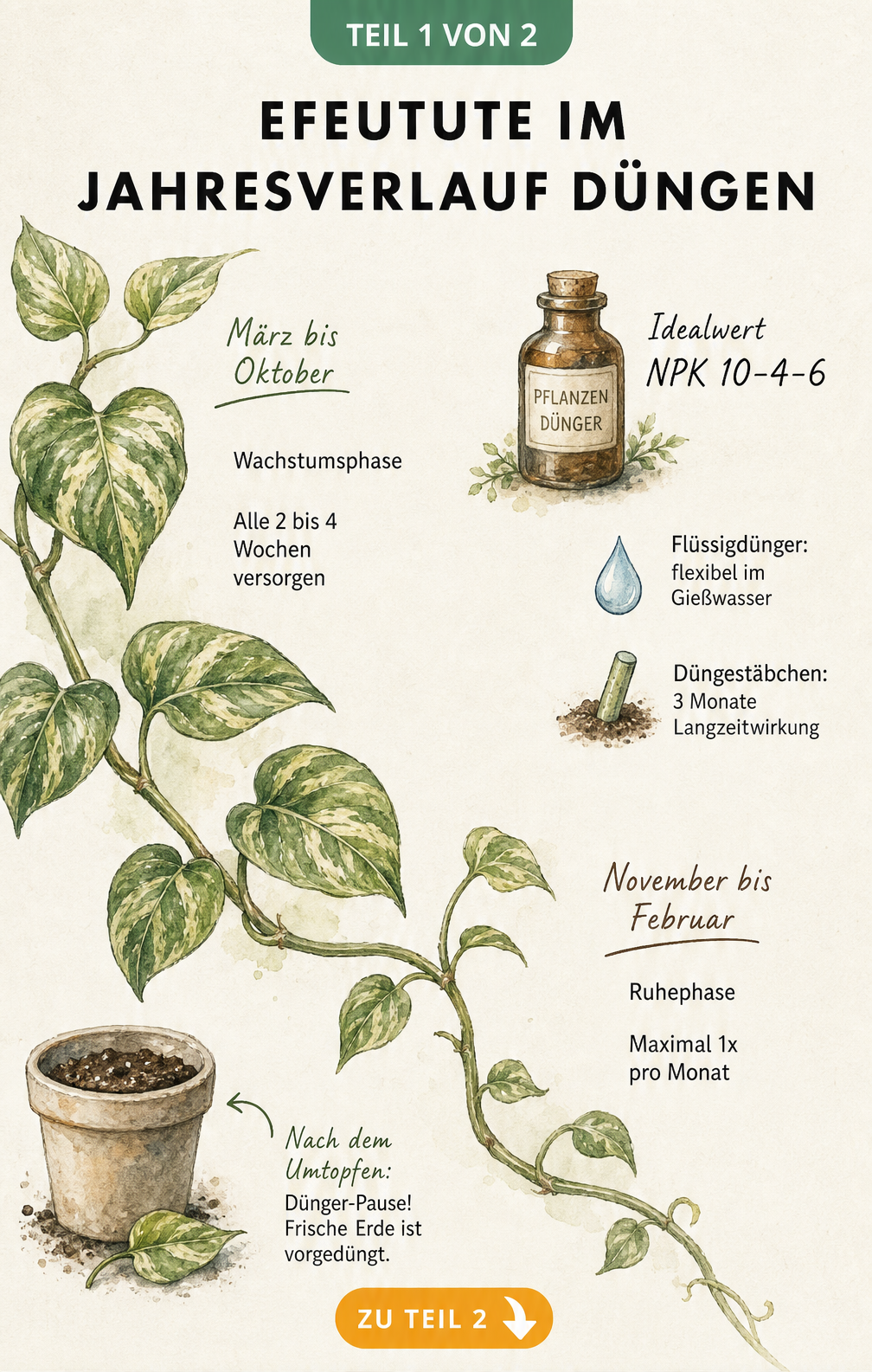 Handgezeichnete Illustration einer Efeututen-Ranke, die den Düngebedarf im Jahresverlauf von März bis Oktober und November bis Februar zeigt.