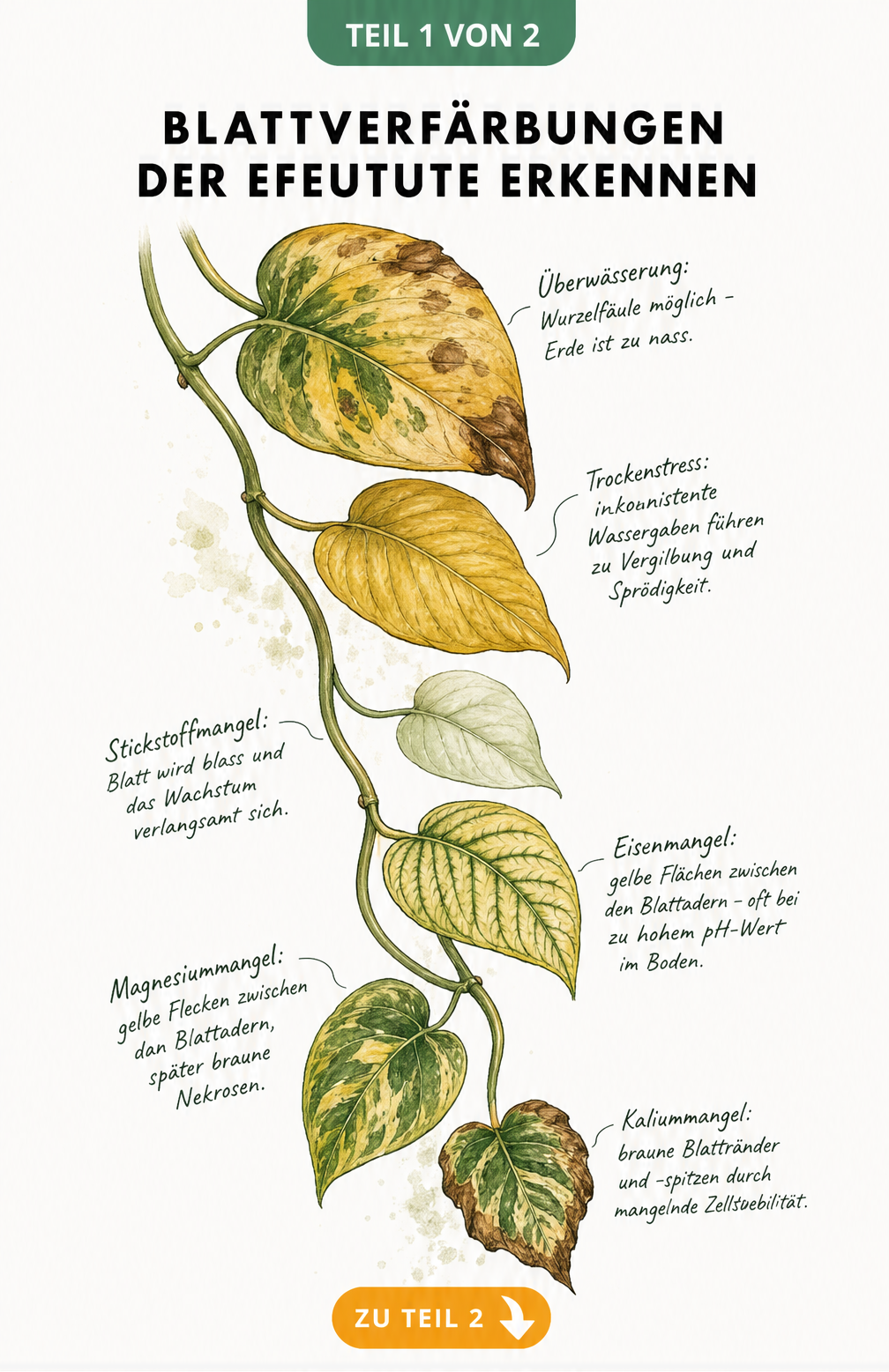 Botanische Illustration eines Efeututen-Triebs, die verschiedene Schadbilder wie gelbe Blätter durch Überwässerung, Trockenstress und Nährstoffmangel zeigt.