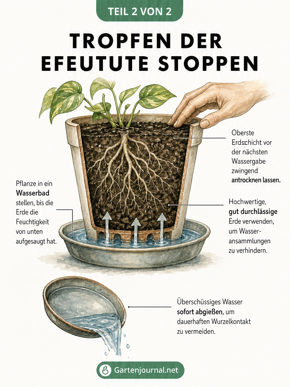 Querschnitt eines Pflanztopfes im Wasserbad, der das Gießen von unten zur Vermeidung von Tropfenbildung zeigt.