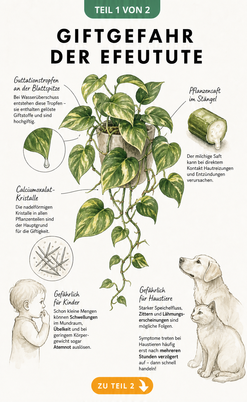 Botanische Illustration der Efeutute mit Hinweisen zur Giftigkeit durch Calciumoxalat-Kristalle und Symptomen bei Mensch und Tier