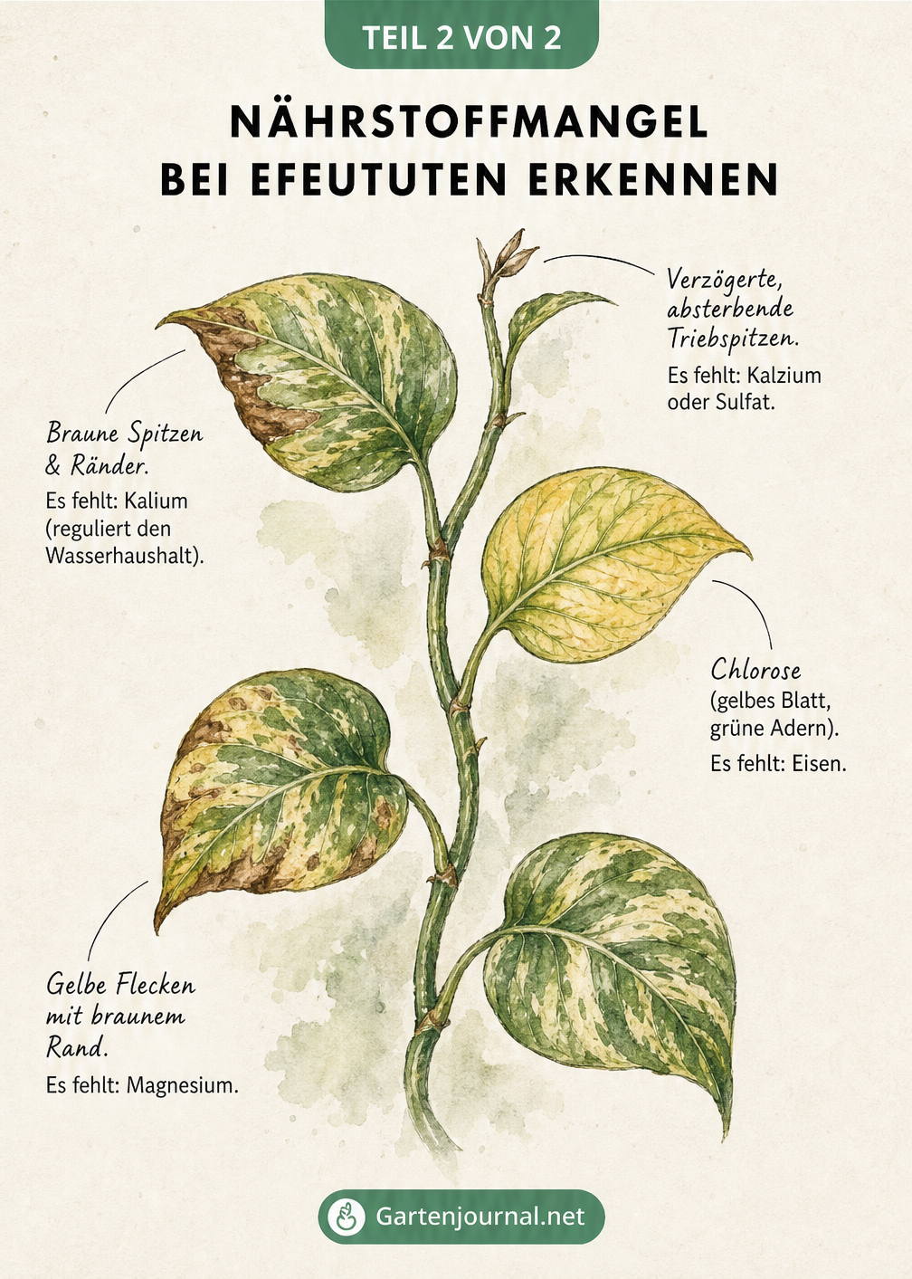 Botanische Illustration eines Efeututen-Zweigs, die verschiedene Nährstoffmängel wie Kalium-, Eisen-, Magnesium- und Kalziummangel an den Blättern zeigt.