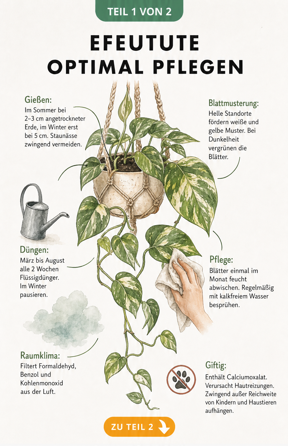 Botanische Illustration einer Efeutute im Makramee-Topf mit Pflegehinweisen zu Gießen, Düngen, Blattmusterung, Raumklima und Giftigkeit