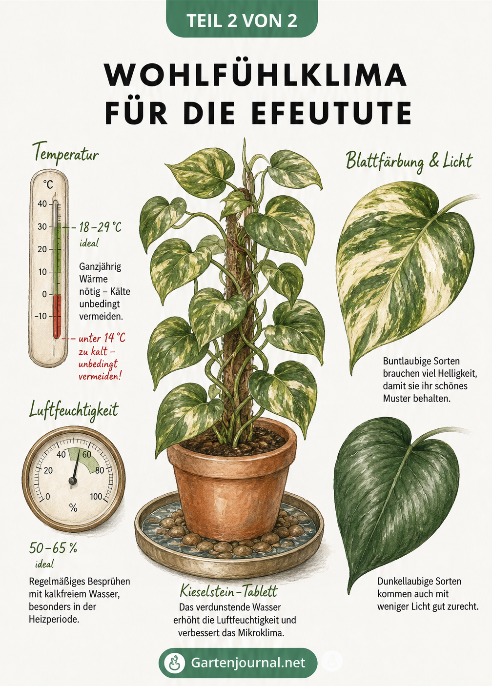 Botanische Illustration einer Efeutute mit Thermometer, Hygrometer und detaillierten Blättern