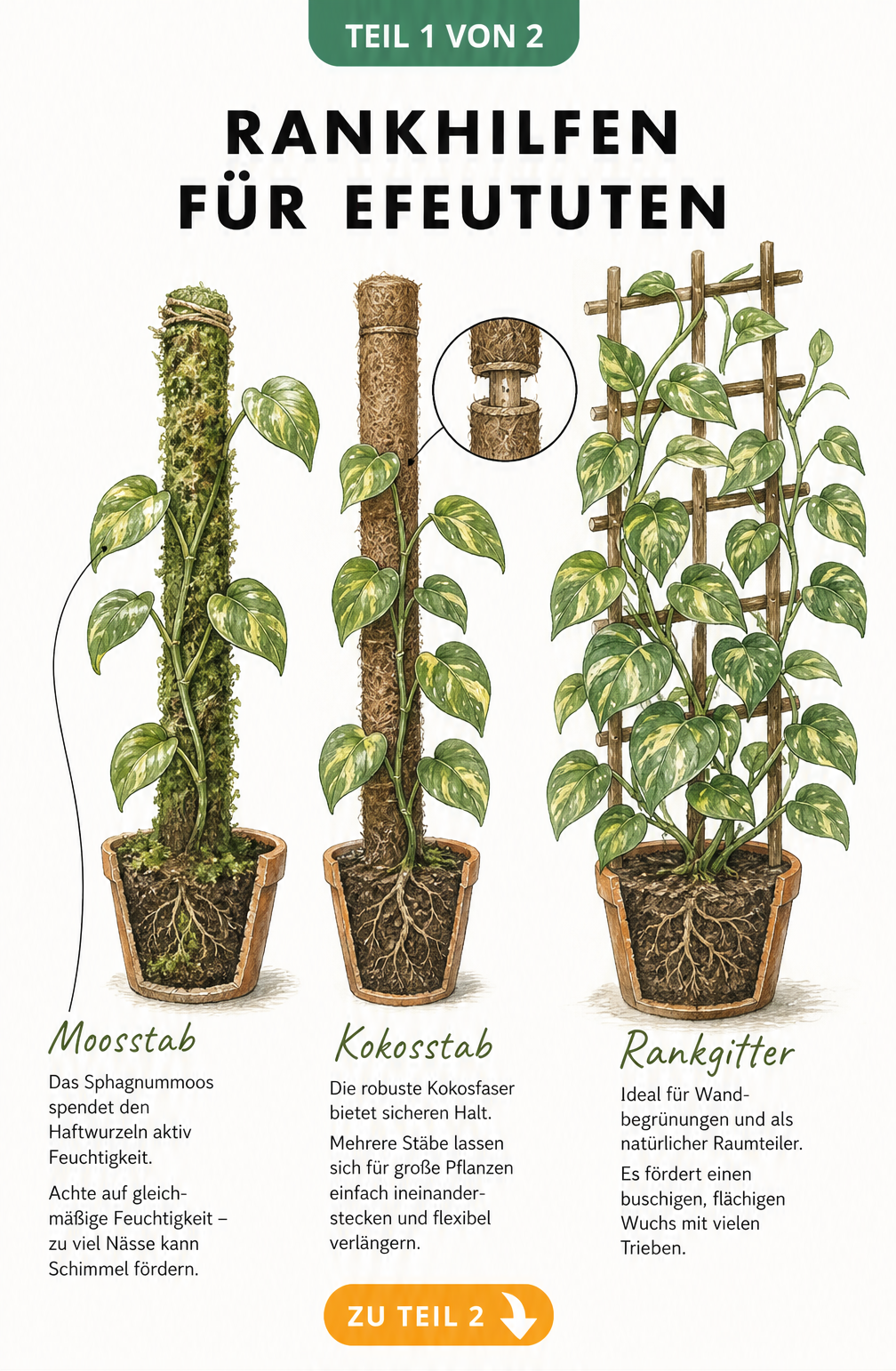 Botanische Illustration von drei Efeututen an verschiedenen Rankhilfen: Moosstab, Kokosstab und Rankgitter aus Holz.